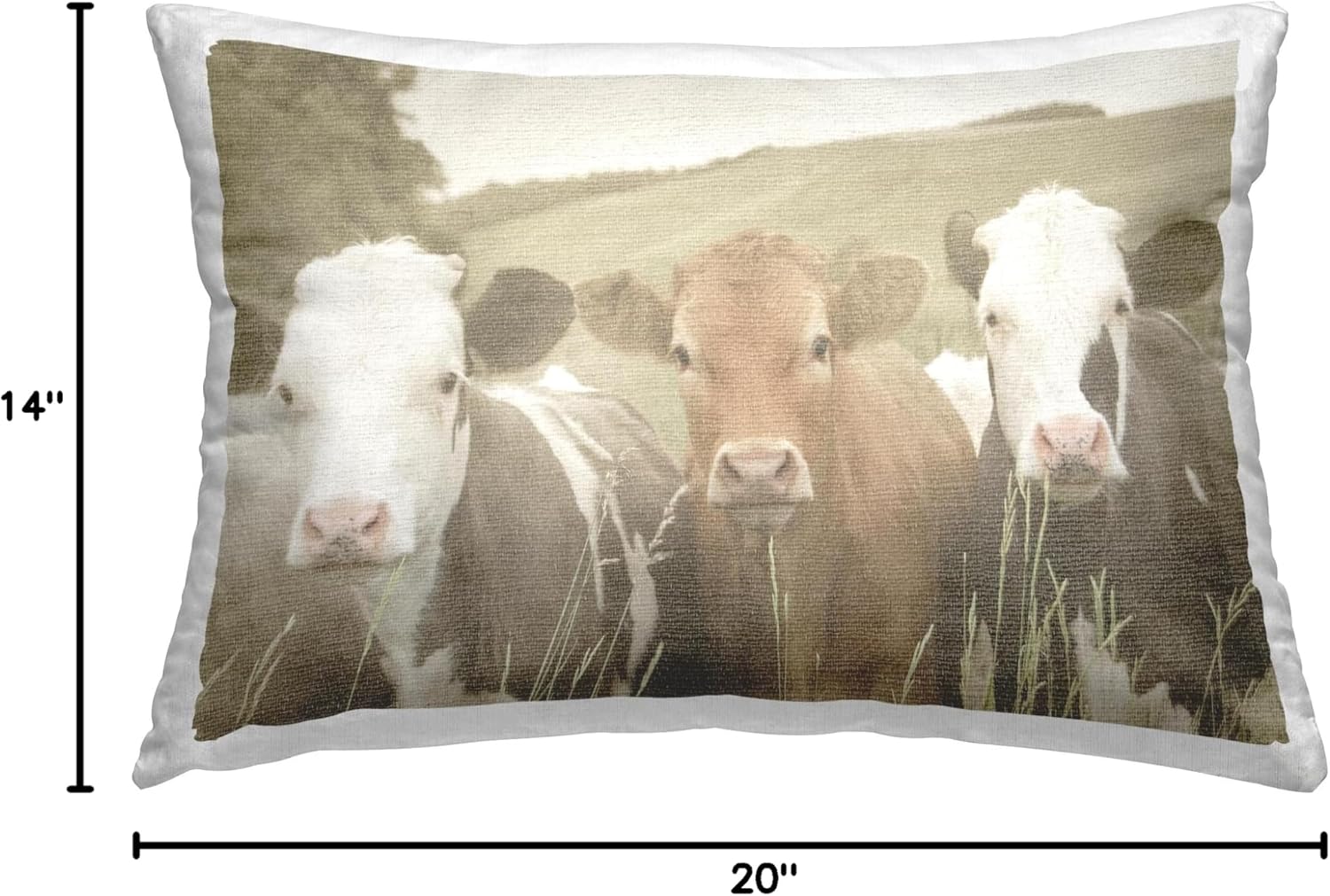 Stupell Industries Cows in Rural Field Design by Daphne Polselli