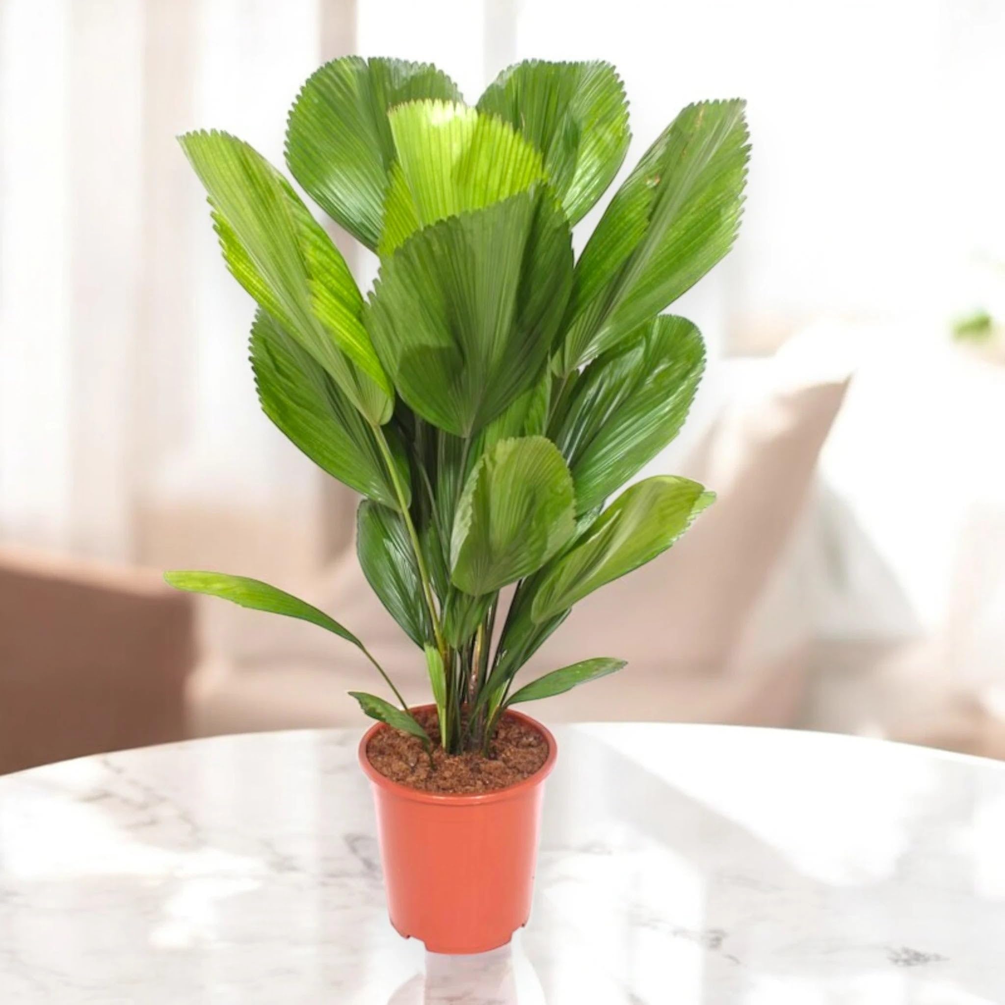 Licuala Pianta Ornamentale da Interno, Verde, 80 cm, Vaso 19