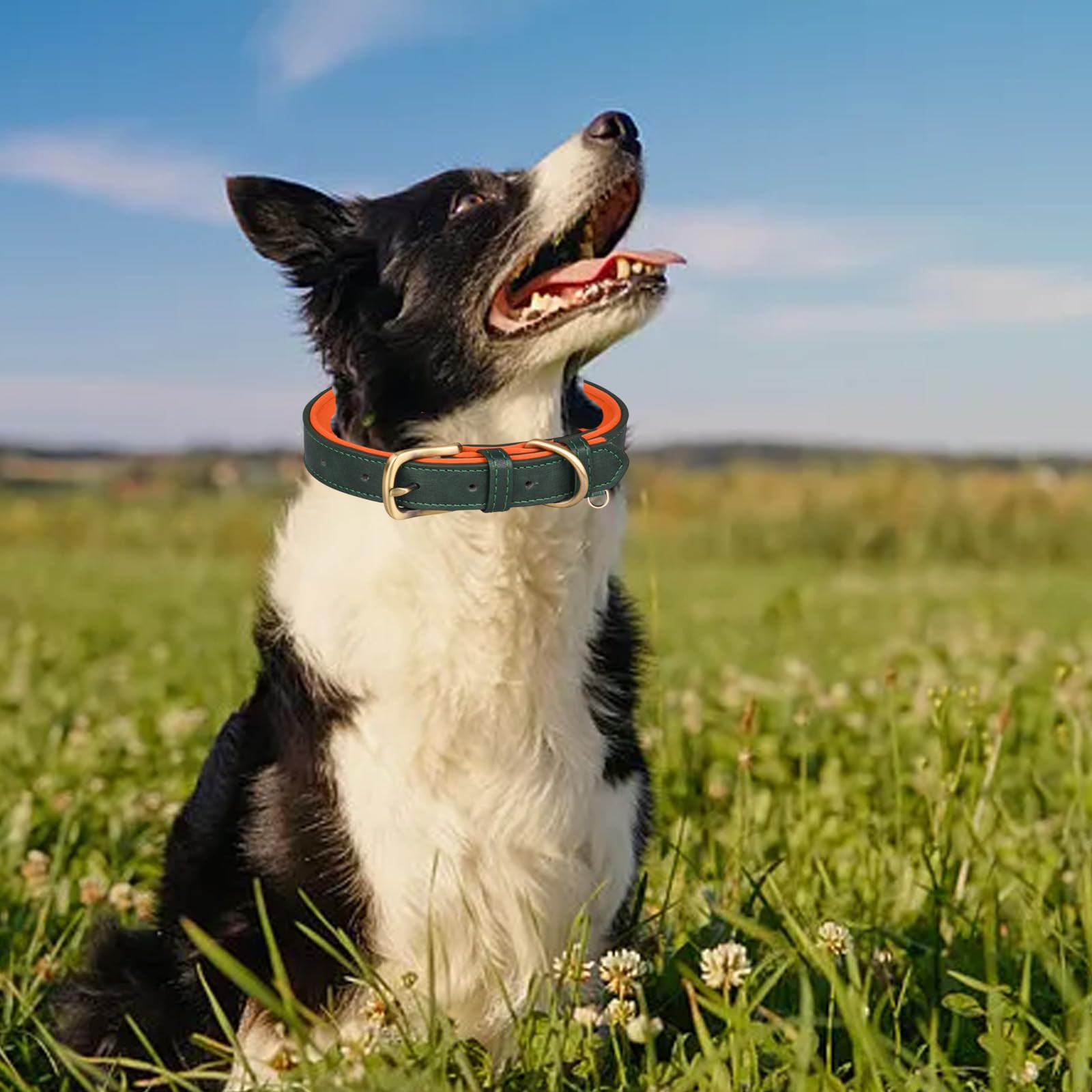 Pet Collars, Leather Dog Collar with Engraved Metal Buckle, Walking Training Daily Used for Small Medium Large Dogs Puppy - Image 4
