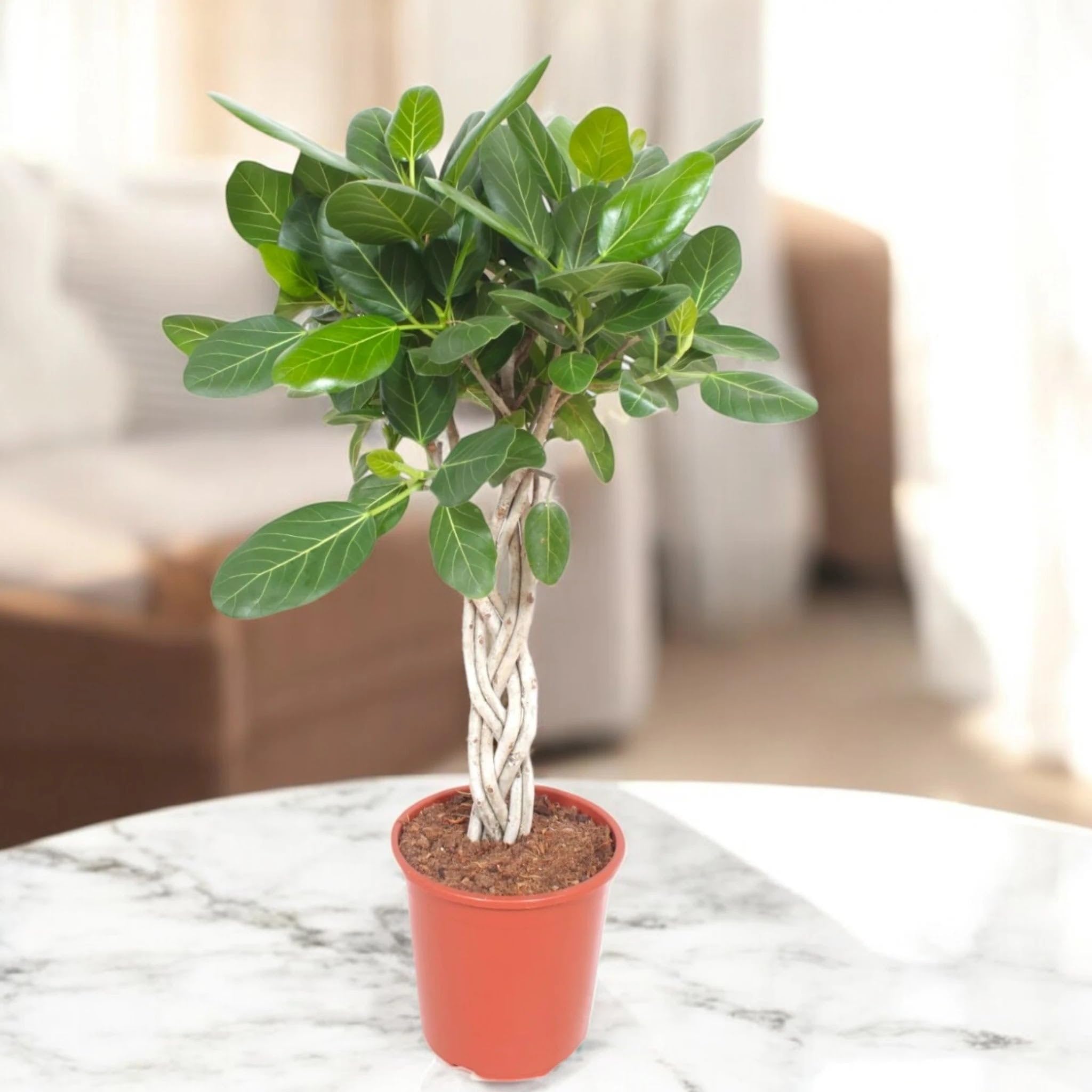 Ficus benghalensis Pianta da Interno, Colore Verde, Alberello con Tronco Intrecciato, 130 cm (Vaso 30)