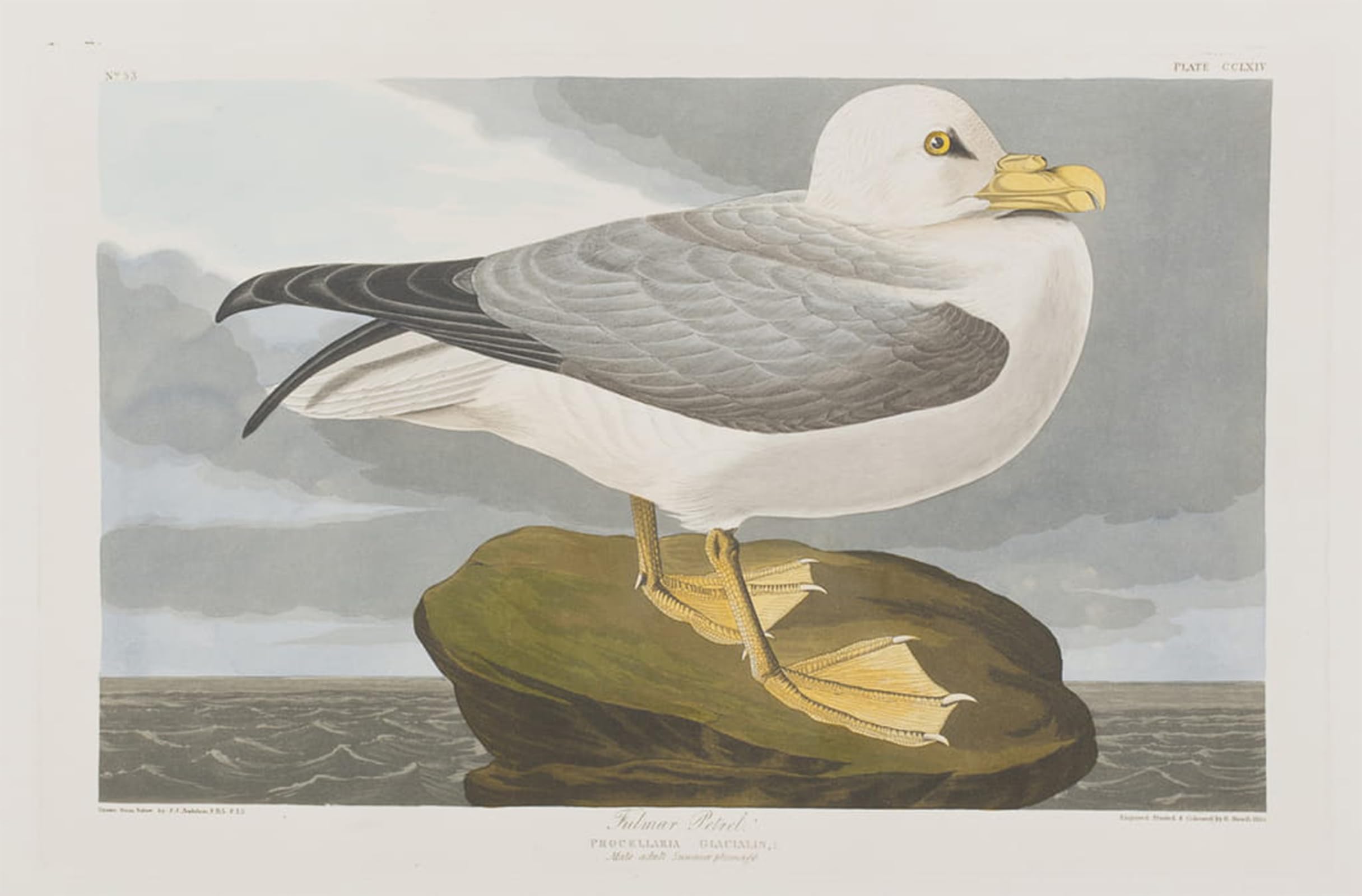 ARTXLXXBN Famous Painting Art Wall Decor Abstract Art Picture Illustration From birds of America by John Jamess Audubon Animal Pictures for Home Decor 60x90cm