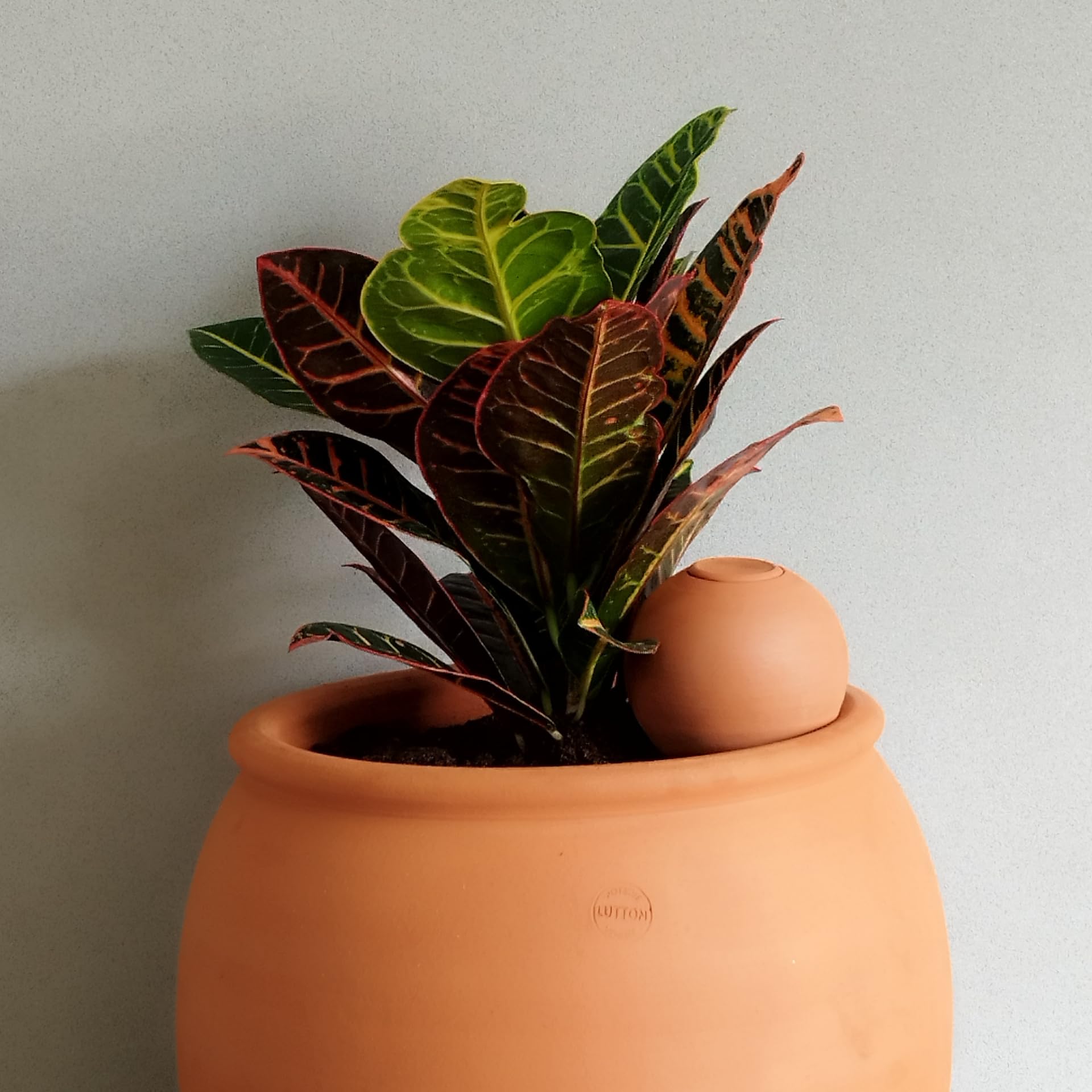alocasia cucullata variegata ALOCASIA CUCULLATA VARIEGATA MINT kaufen bei potflourri
