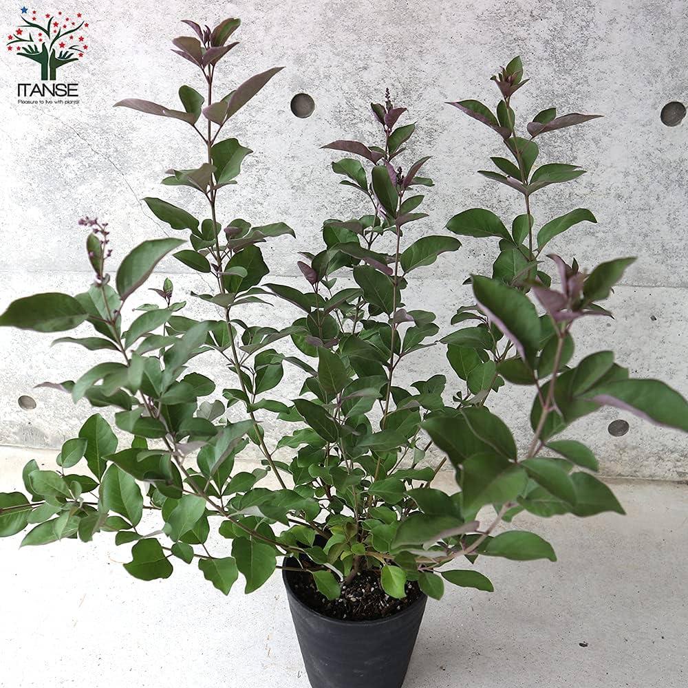 Amazon.co.jp: ミツバハマゴウ プルプレア5号ポット大苗【品種で選べる