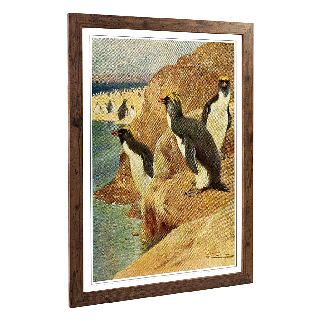 Big Box Art Framed Print of Vintage W Kuhnert Rock Penguin Design | Wall Art Picture | Home Decor for Kitchen, Living, Dining Room, Bedroom, Hallway, Office, Walnut, A2 / 24.5x18 Inch / 62x45cm