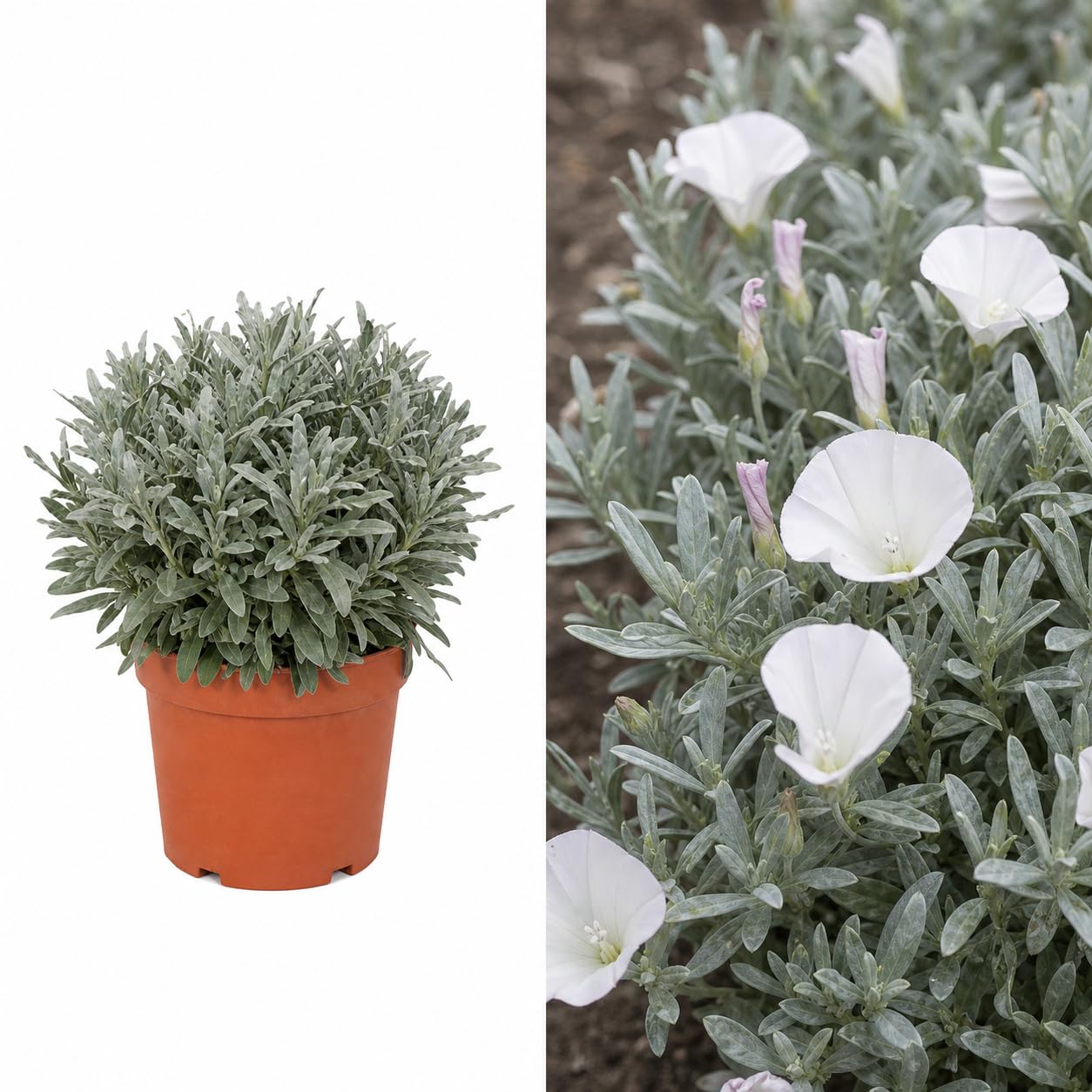 Convolvulus Cneorum Silver Bush in 2 Litre Pot – Hardy Evergreen Shrub with White Flowers, Drought Tolerant, Mediterranean Garden Plant, Full Sun, Low Maintenance, Patio & Border