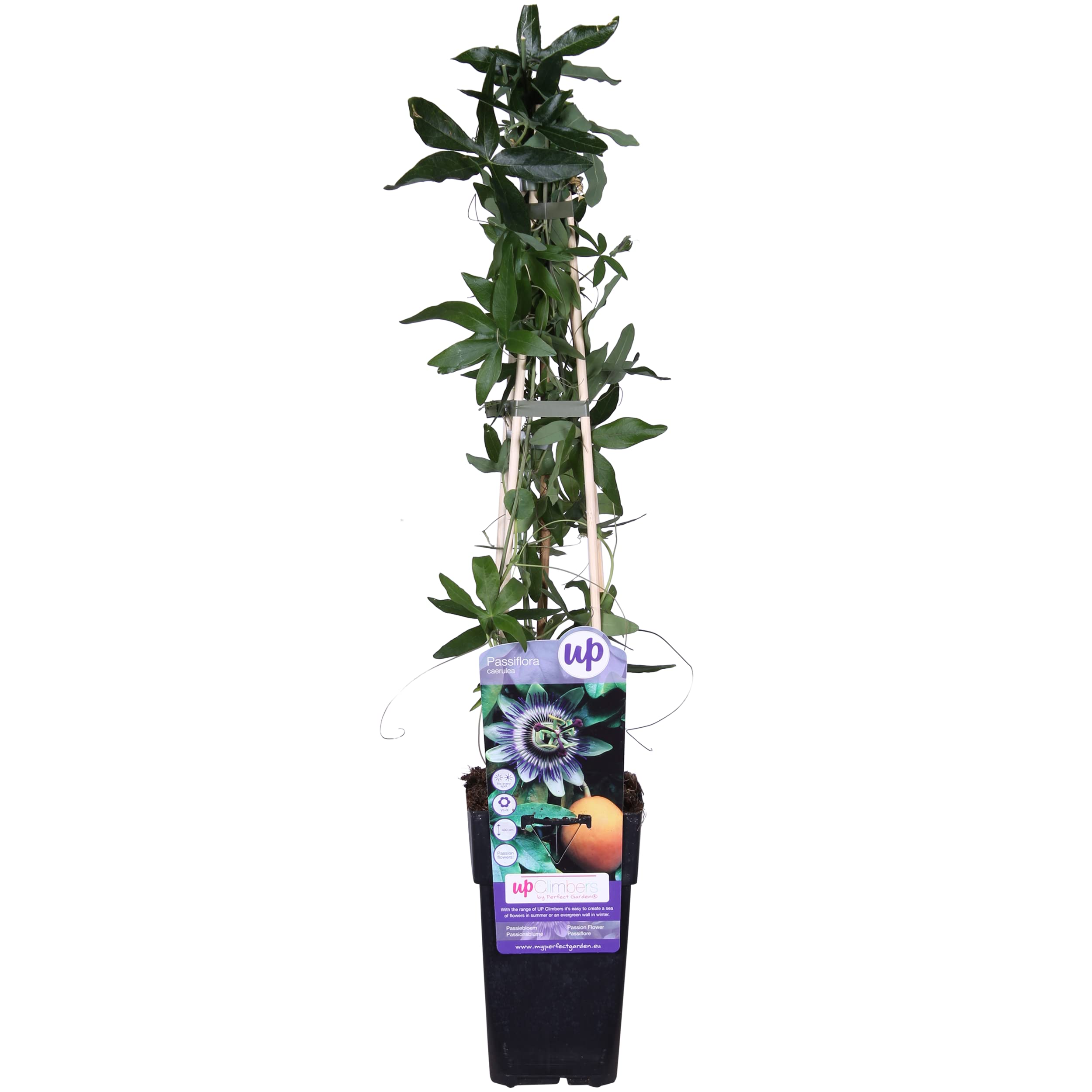 Passiflora 'Victoria Violacea' XL - 2 Piante Rampicanti In Vaso ⌀17 Cm, Altezza 110-120 Cm, Fiori Viola E Frutti Commestibili