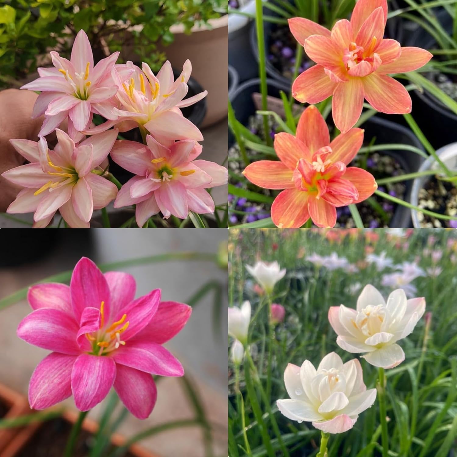 Rain Lily Bulbs/Green Zephyranthes Rainlili Bulbs, Indoor/Outdoor Home garden Rainlili Healthy Multi Colour flower Bulbs (Pack Of-7 Bulbs) a_16-image-21