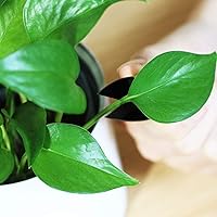 Vista 6 de Anley Juego de tijeras de coser de 4 pulgadas, hilo de acero al carbono, cortador de hilo ligero, mini cortaúñas de bordado portátil para bricolaje