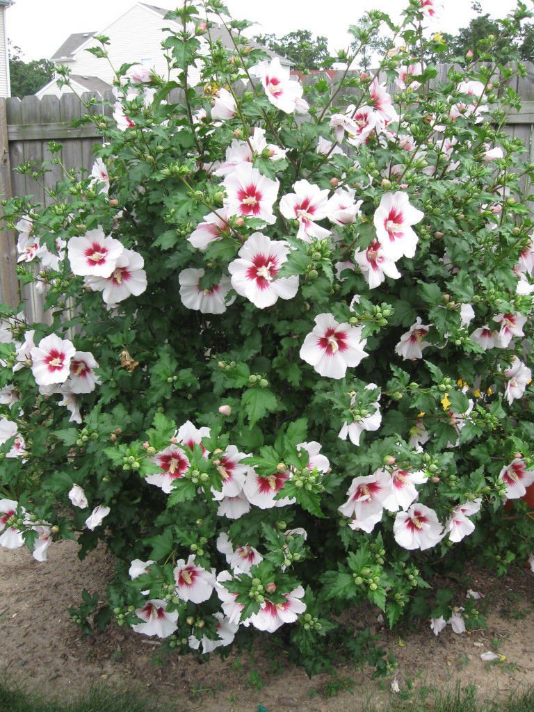 20 Hibiscus syriacus Seeds, Rose of Sharon, Syrian ketmia, Rose Mallow