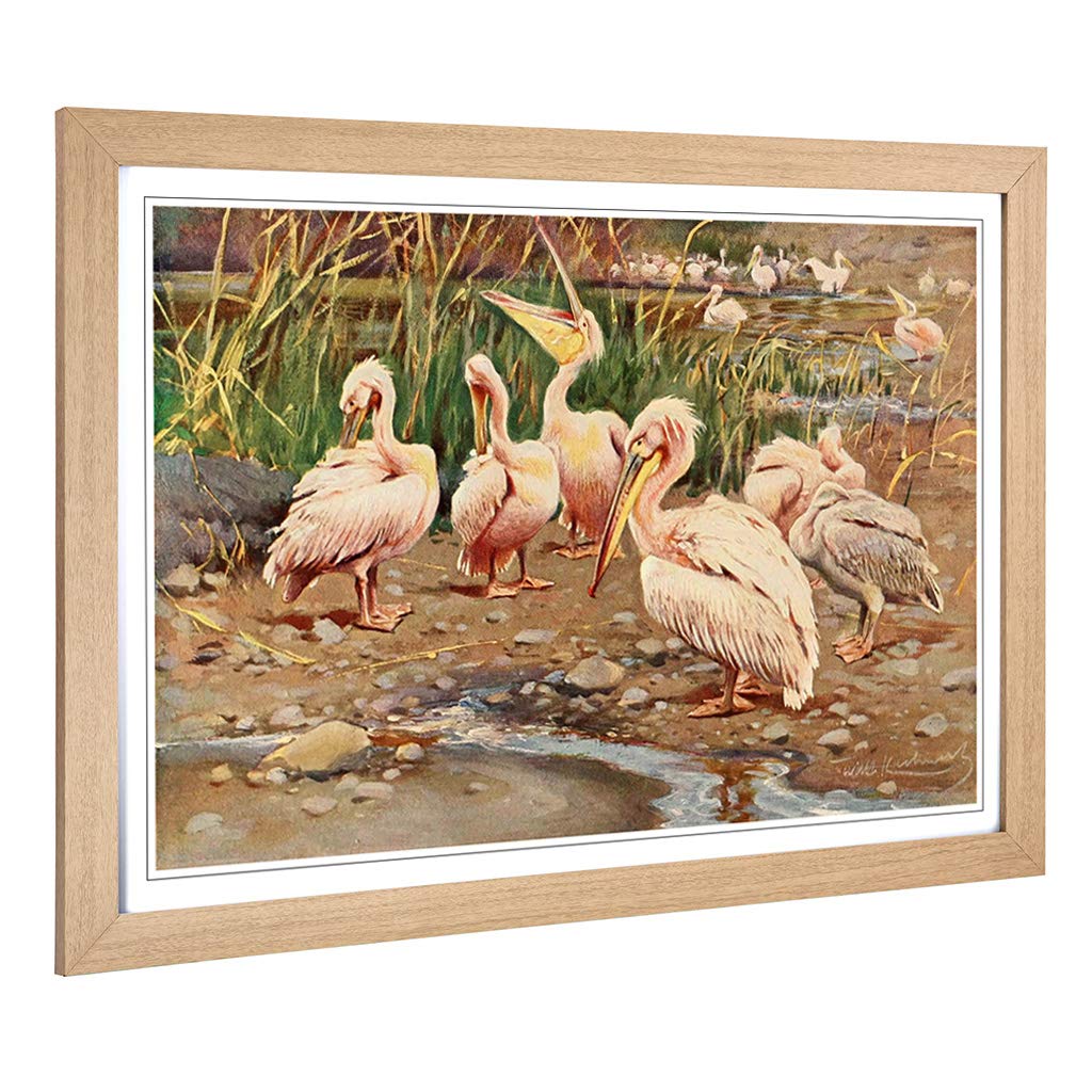 Big Box Art Framed Print of Vintage W Kuhnert White Pelican Design | Wall Art Picture | Home Decor for Kitchen, Living Room, Bedroom, Hallway, Oak, A2 / 24.5x18 Inch / 62x45cm