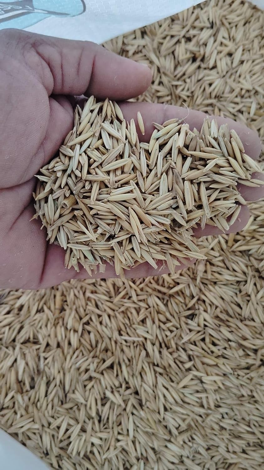 Malai Makhan Grass Seeds for Home Garden & Lawn | High Germination Natural Lawn Grass Seed for Dense, Soft Green Turf | Suitable for Garden, Landscaping & Patch Repair (1 kg)-image-12