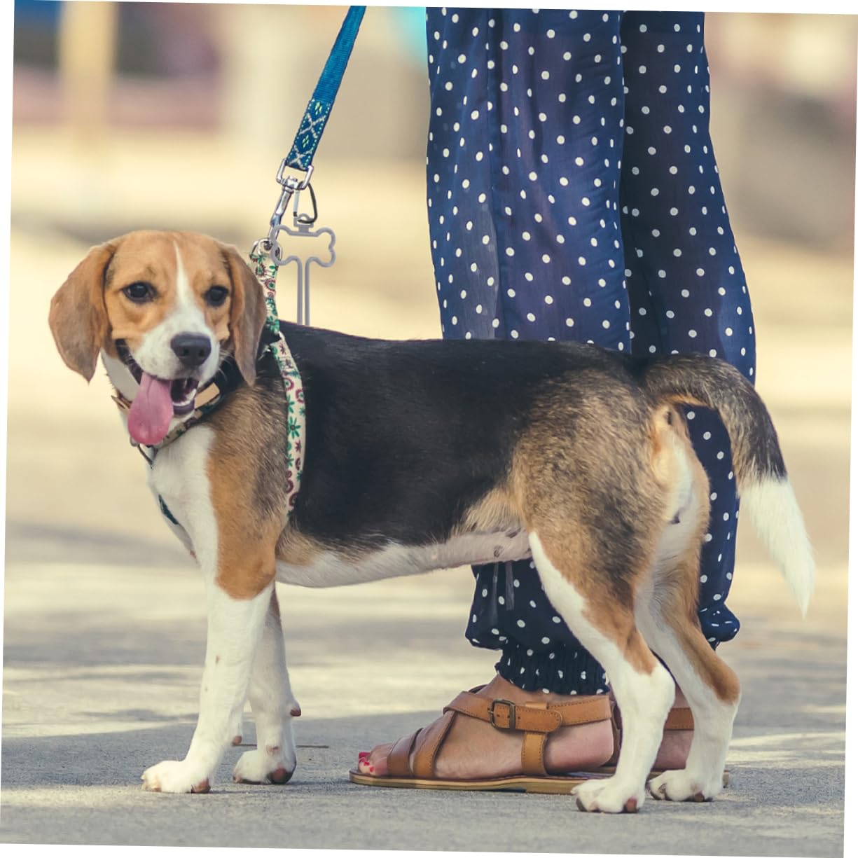 POPETPOP 50 Pièces Clip pour à crottes de a dejection canine à dejection canine porte-sacs à déjections canines porte- pour poubelle pinces à sacs de caca