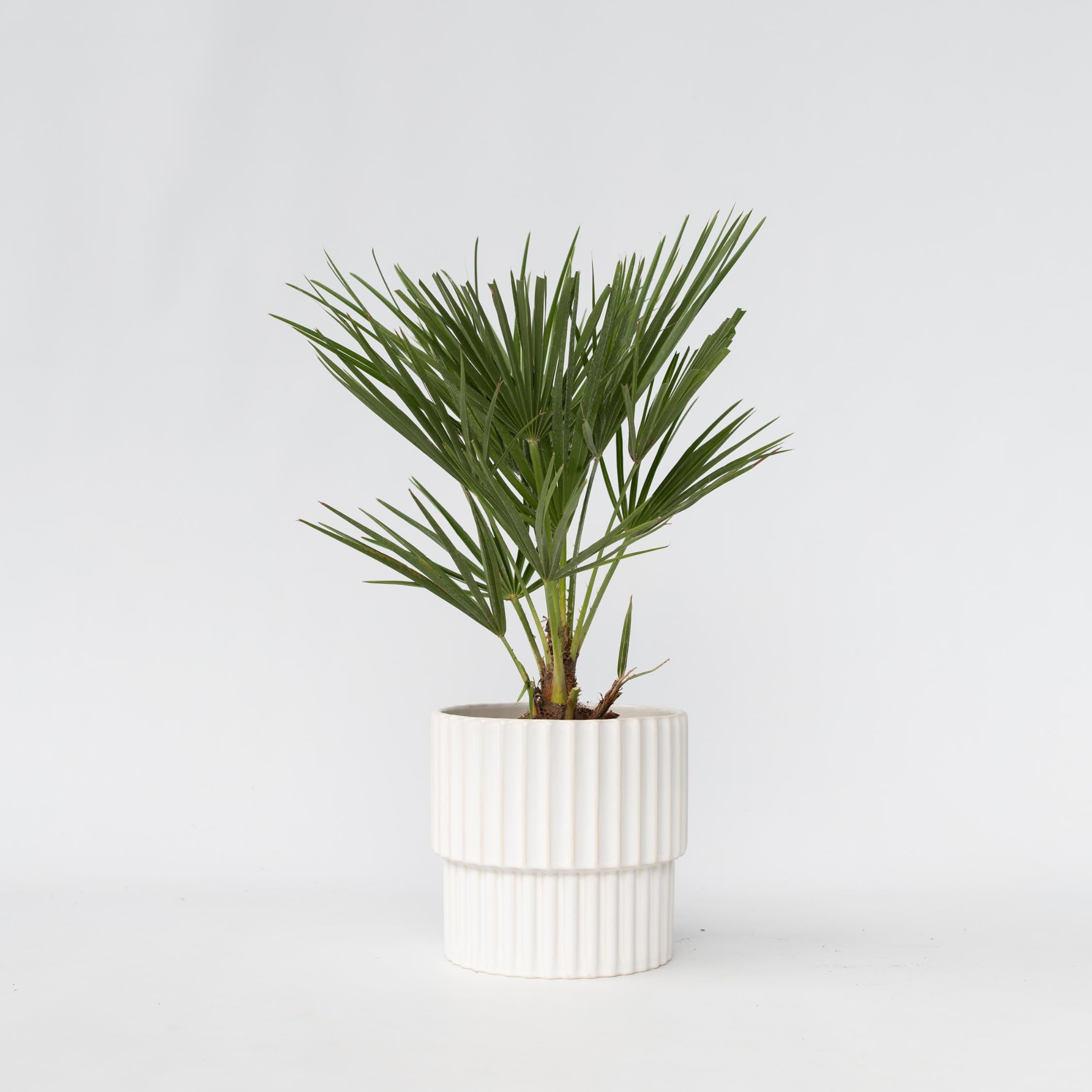 Plant in a Box - Chamaerops Humilis - Palma a ventaglio europea - Resistente - Vaso 15cm - Altezza 50-60cm