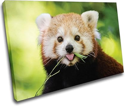 Amazon 北欧 動物装飾画 かわいいレッサーパンダ 絵ポスターとプリント 動物 絵画 キャンバス壁アート写真 現代アートパネル インテリア ソファの背景絵画の家の装飾のため 80x1cm 32x47in フレームレス ウォールステッカー オンライン通販