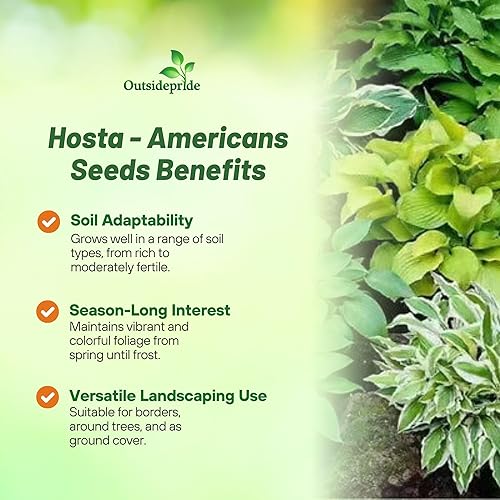 Miniatura 3 de Outsidepride Hosta American Seeds - 100 unidades. Perenne, fácil de cultivar y de bajo mantenimiento, semillas de flores para plantar follaje mixto