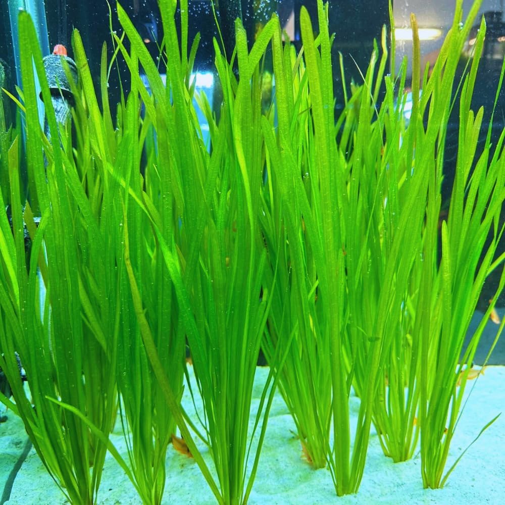 6 Green Jungle Val Plants, Aquarium Plants Live, 4 to 6 Inches Tall, Live Aquarium Plants Indoor Outdoor, Jungle Vallisneria Plant Aquatic Plant