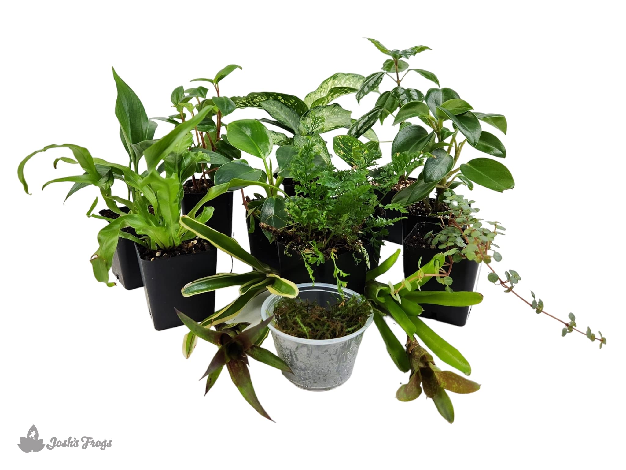 Josh's Frogs Dart Frog Vivarium Bioactive Plant Kits (29 Gallon)