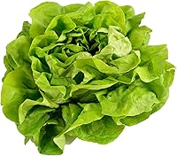 Buttercrunch Lettuce Seeds 500+ Heirloom Non-GMO - Butterhead Boston Bibb for Hydroponics Microgreens Planting