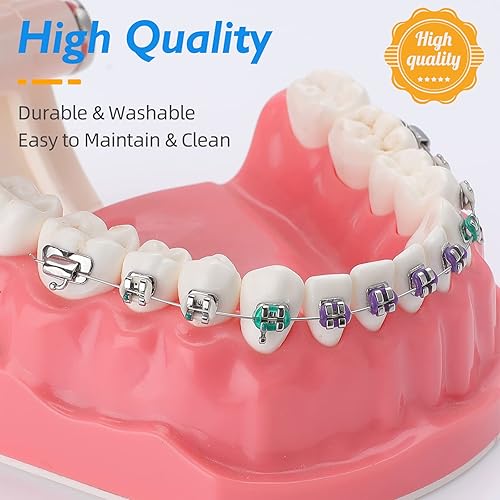 Miniatura 3 de faruijie Modelo de ortodoncia de demostración dental - con alambres de metal y dientes de soporte modelo Ortho con soporte herramienta de