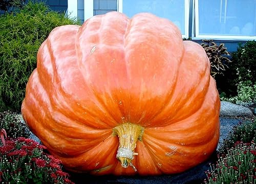 Miniatura 3 de Giant Pumpkin Titan 10 semillas para plantar calabaza grande de gran tamaño sin OMG