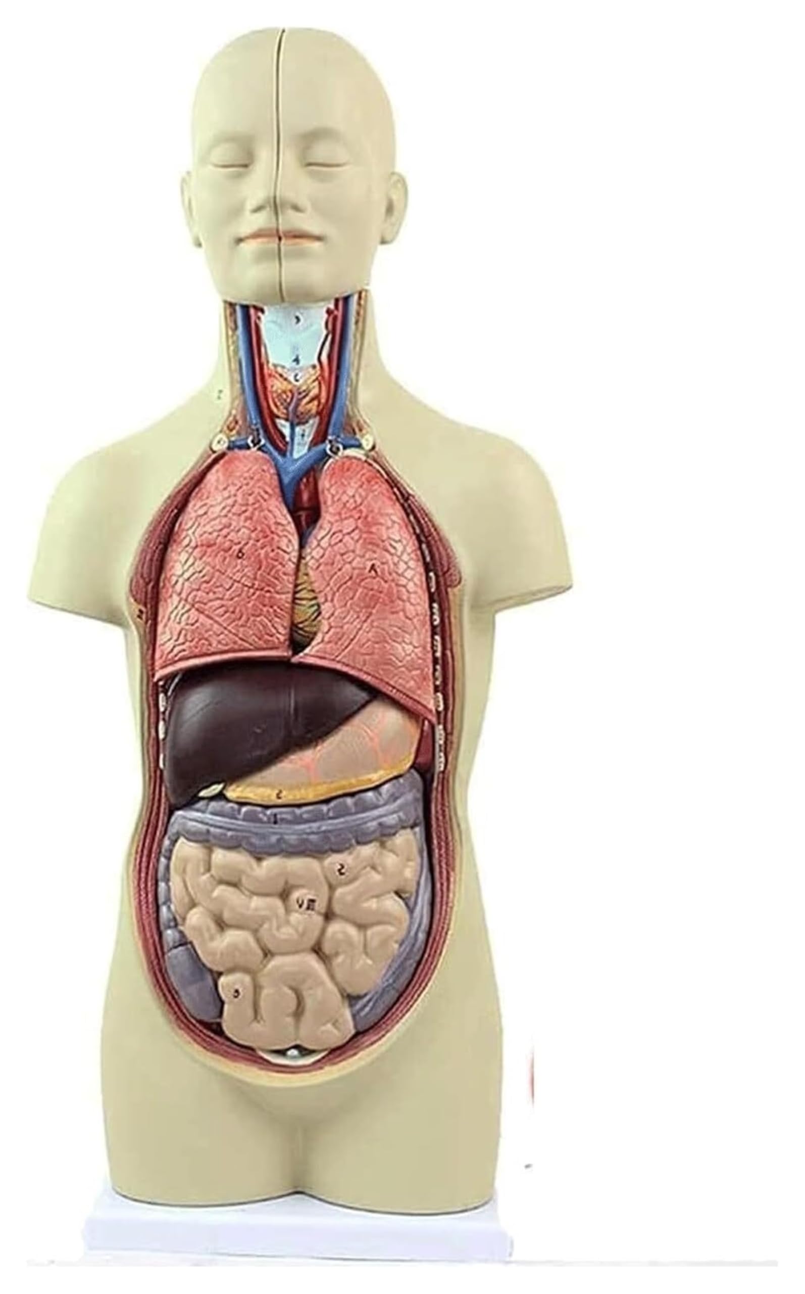 Amazon｜解剖学モデル、人間の胴体解剖模型、スケルトンモデル、教育