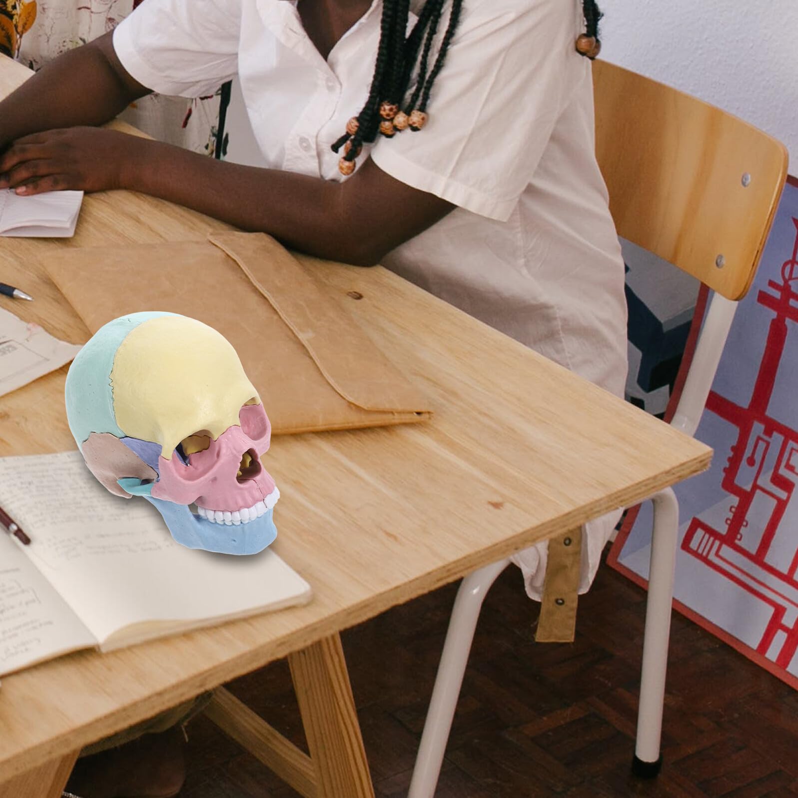 Modelo de Cráneo Pequeño 4d Desmontable para Stem Decoracion Colegio