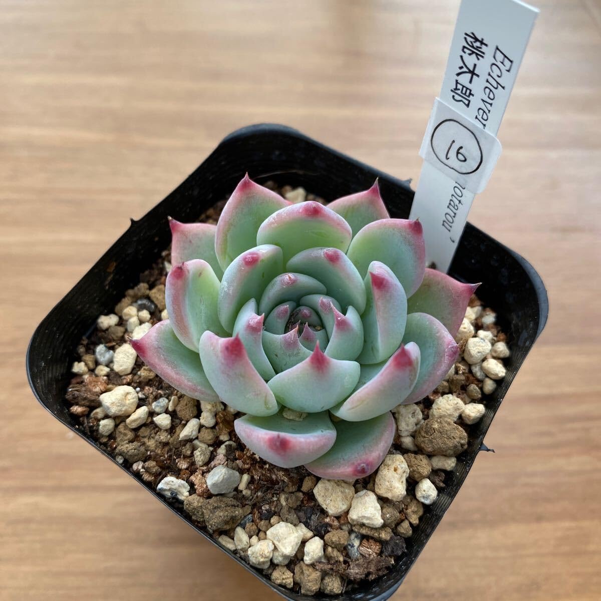 Amazon.co.jp: 多肉植物 エケベリア 桃太郎16 抜き苗 : DIY・工具
