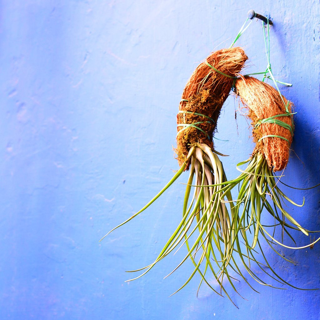myBageecha - Tillandsia Air Plant Hanging Indoor Outdoor with Coconut Shell (B07C3VJ4MD) Amazon Price History, Amazon Price Tracker