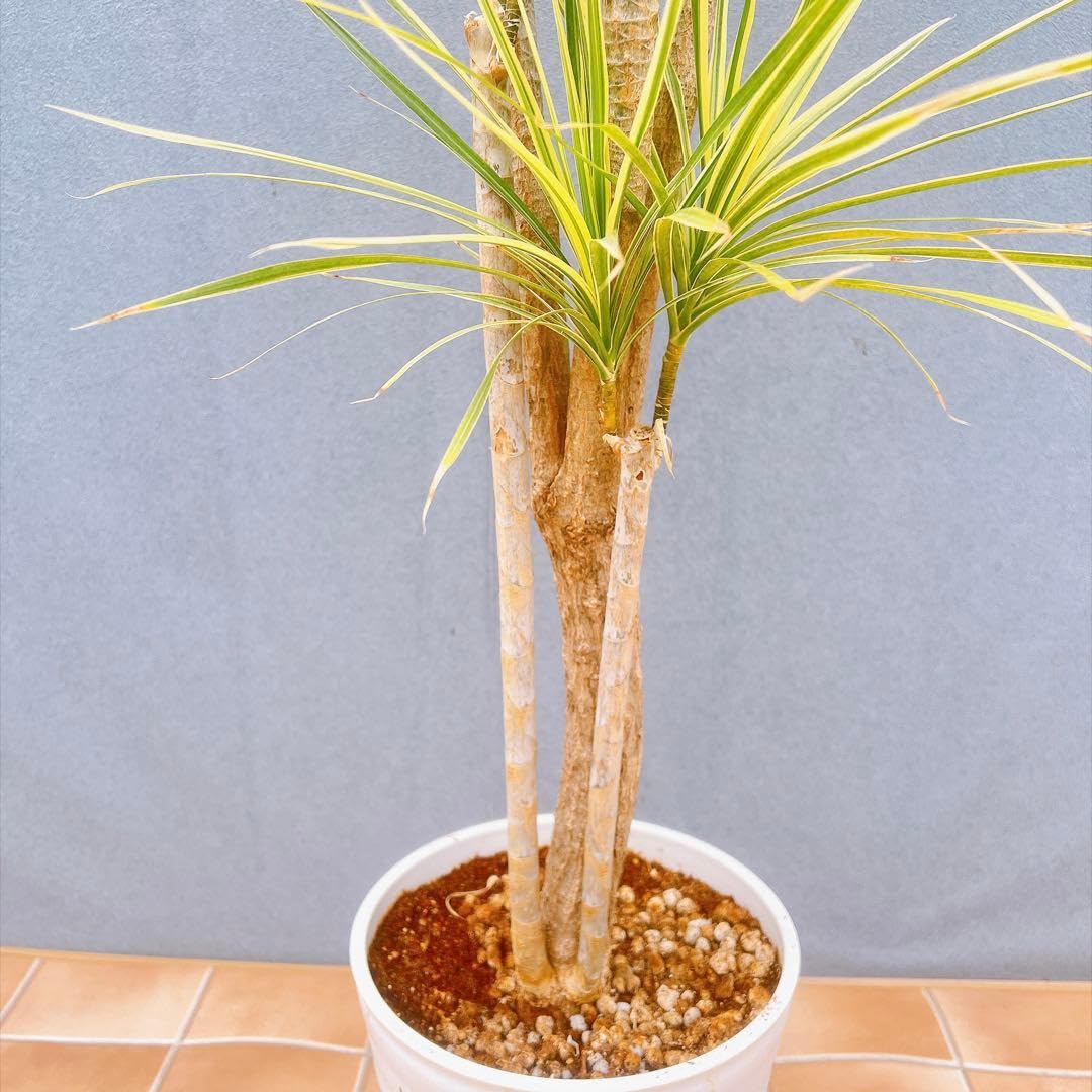 Amazon｜ドラセナ コンシンネ ホワイボリー 1観葉植物 インテリア