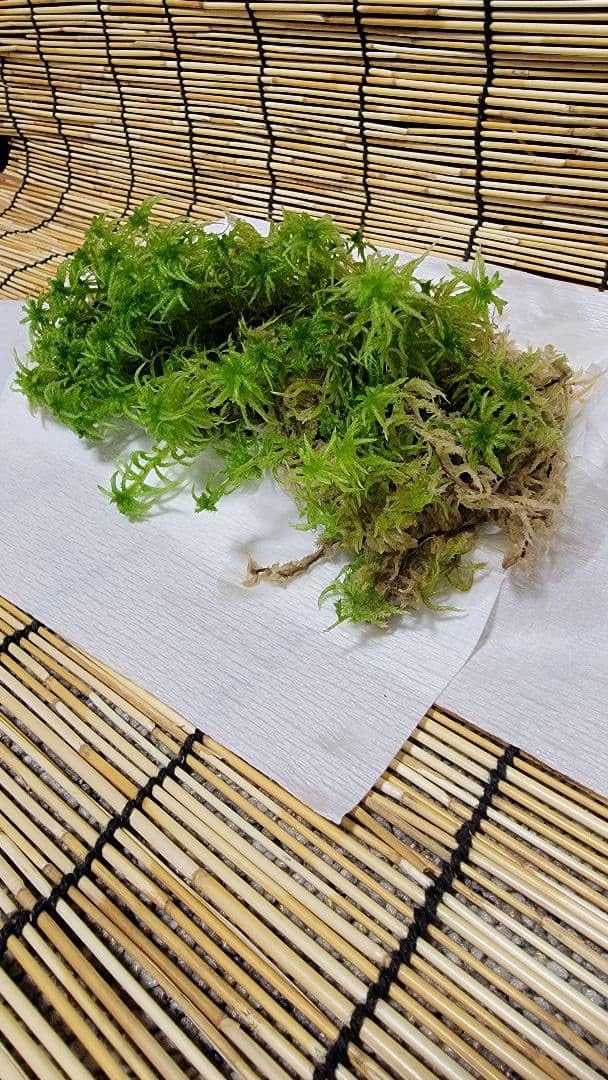 Amazon.co.jp: 【国産】 生水苔/ナマミズゴケ : 食品・飲料・お酒