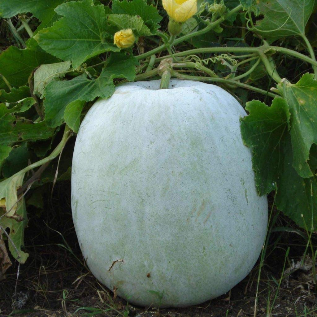 Ash Gourd Seeds/Safed Kaddu Seeds (B0C8DBBFCF) Amazon Price History, Amazon Price Tracker