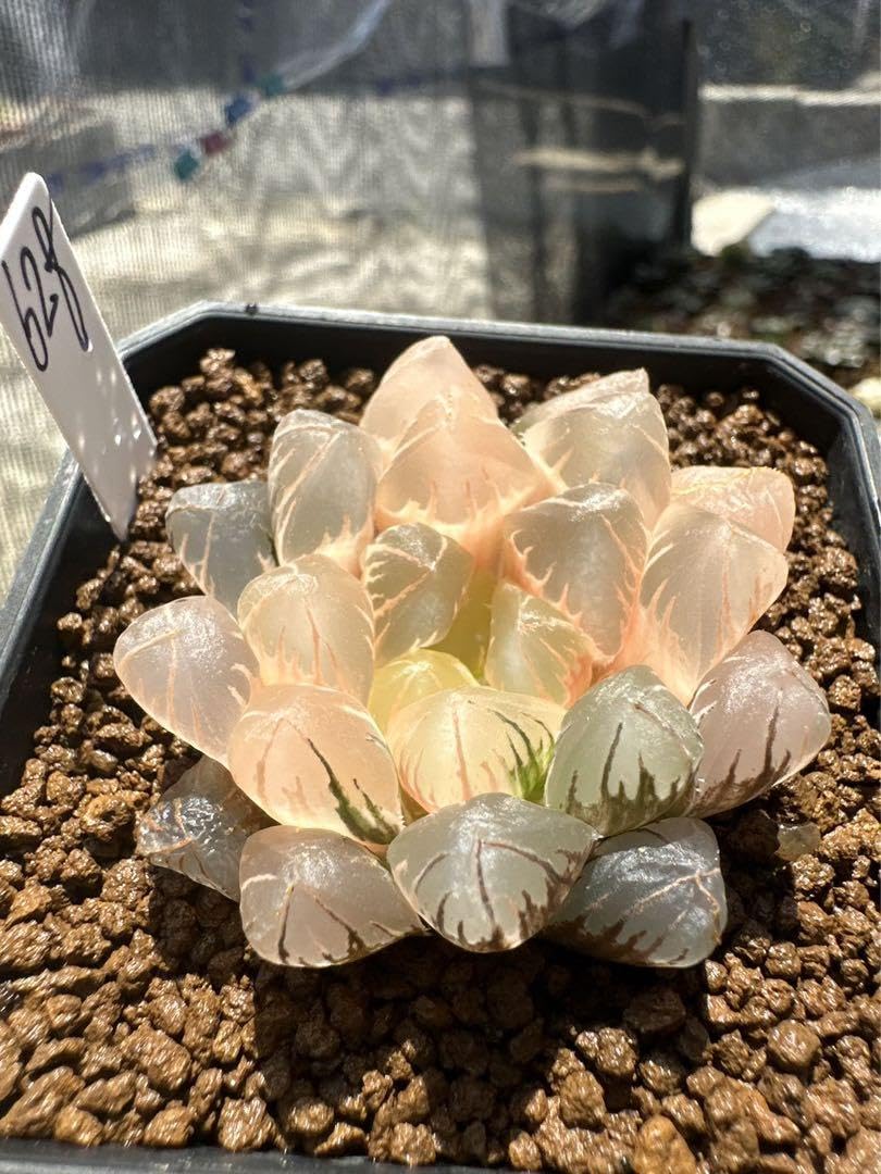 Amazon｜ハオルチア 多肉植物 水晶オブツーサ錦 実生糊斑｜観葉