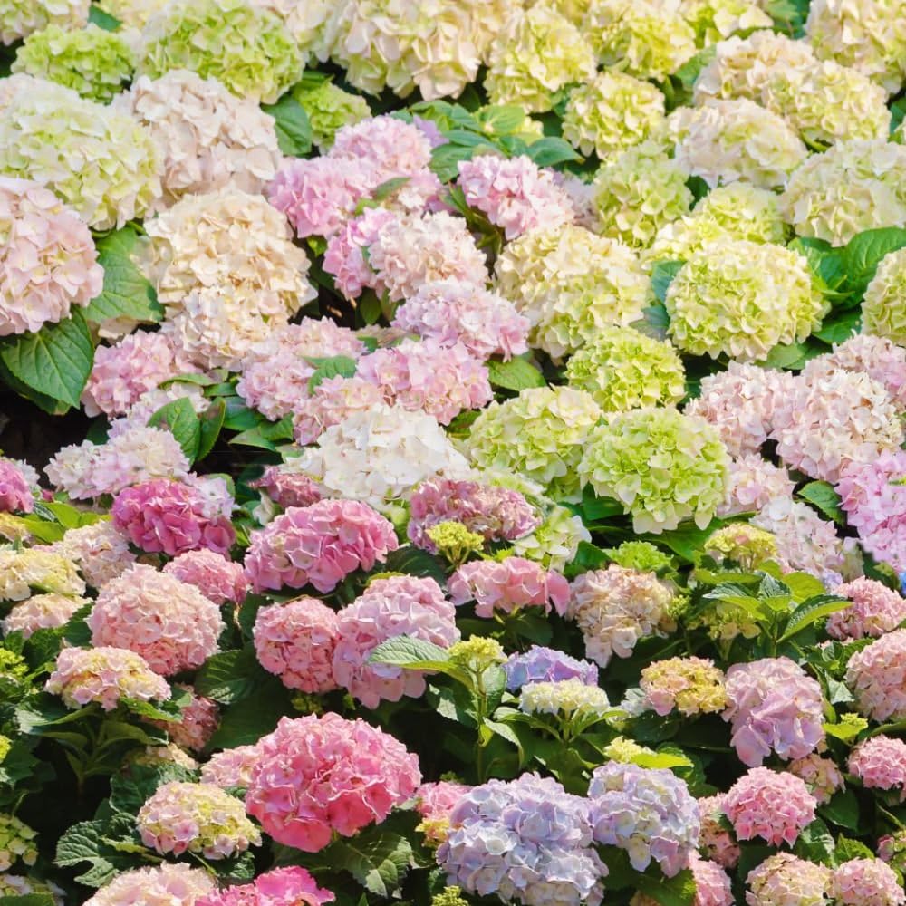 Hortensiaページ Amazon.com : 60+Perennial Mixed Hydrangea Seeds Flower Plant
