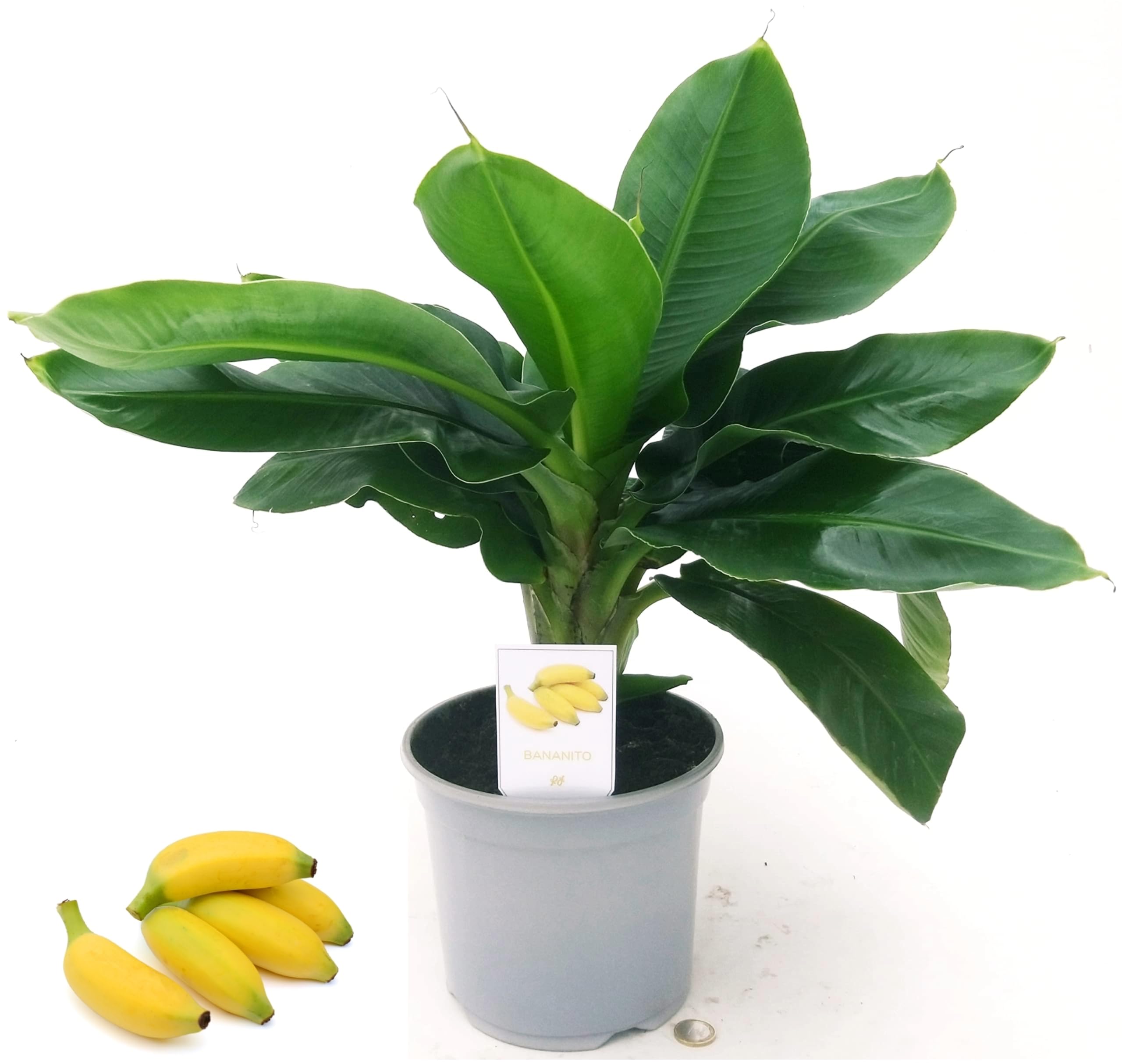 POWERS TO FLOWERS - BANANITO, BANANO A FRUTTO PICCOLO, VASO 17CM DIAMETRO, PIANTA DEL BANANO, pianta vera