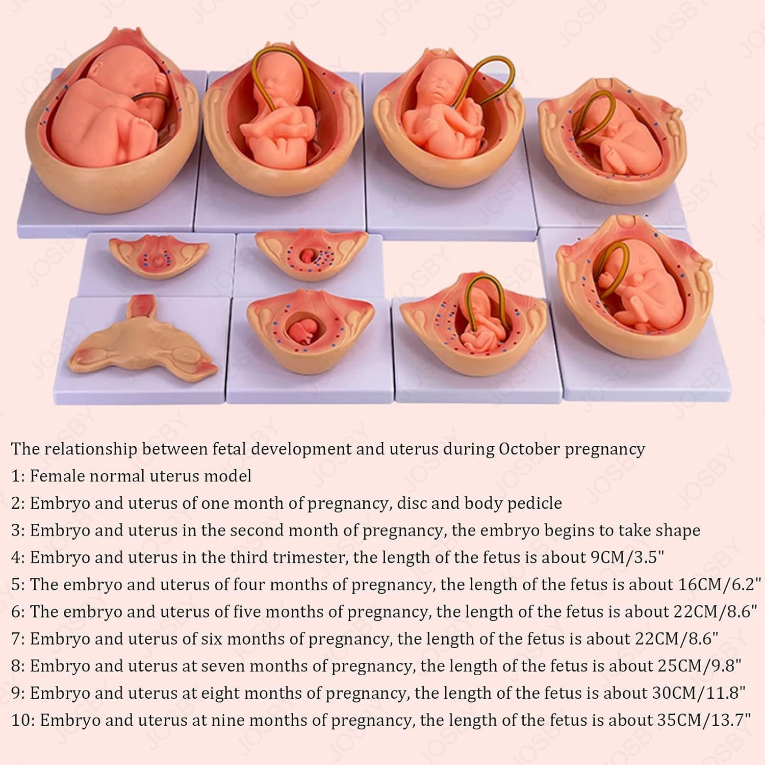 JOSBY Modello di Sviluppo fetale da 10 Pezzi, Modello di Sviluppo dell'embrione di Gravidanza di 9 Mesi, Modello di Pianificazione familiare anatomico Medico, per Infermieristica, Medicina, Ricerca