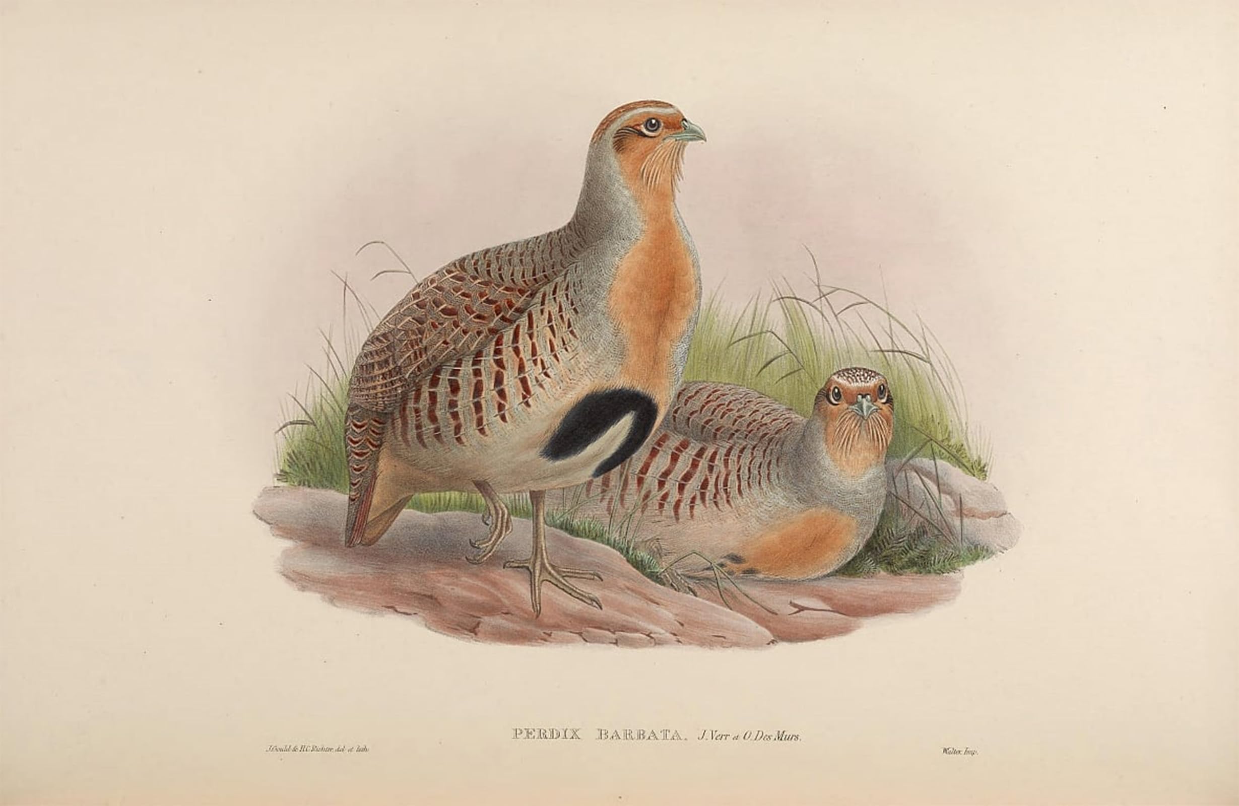 POSTERIIk Famous Print Pop Art Wall Art Graffiti Animal Bird Perdix Barbata Perdix Dauurica by John Gould Art Prints for Home Decor 60x90cm
