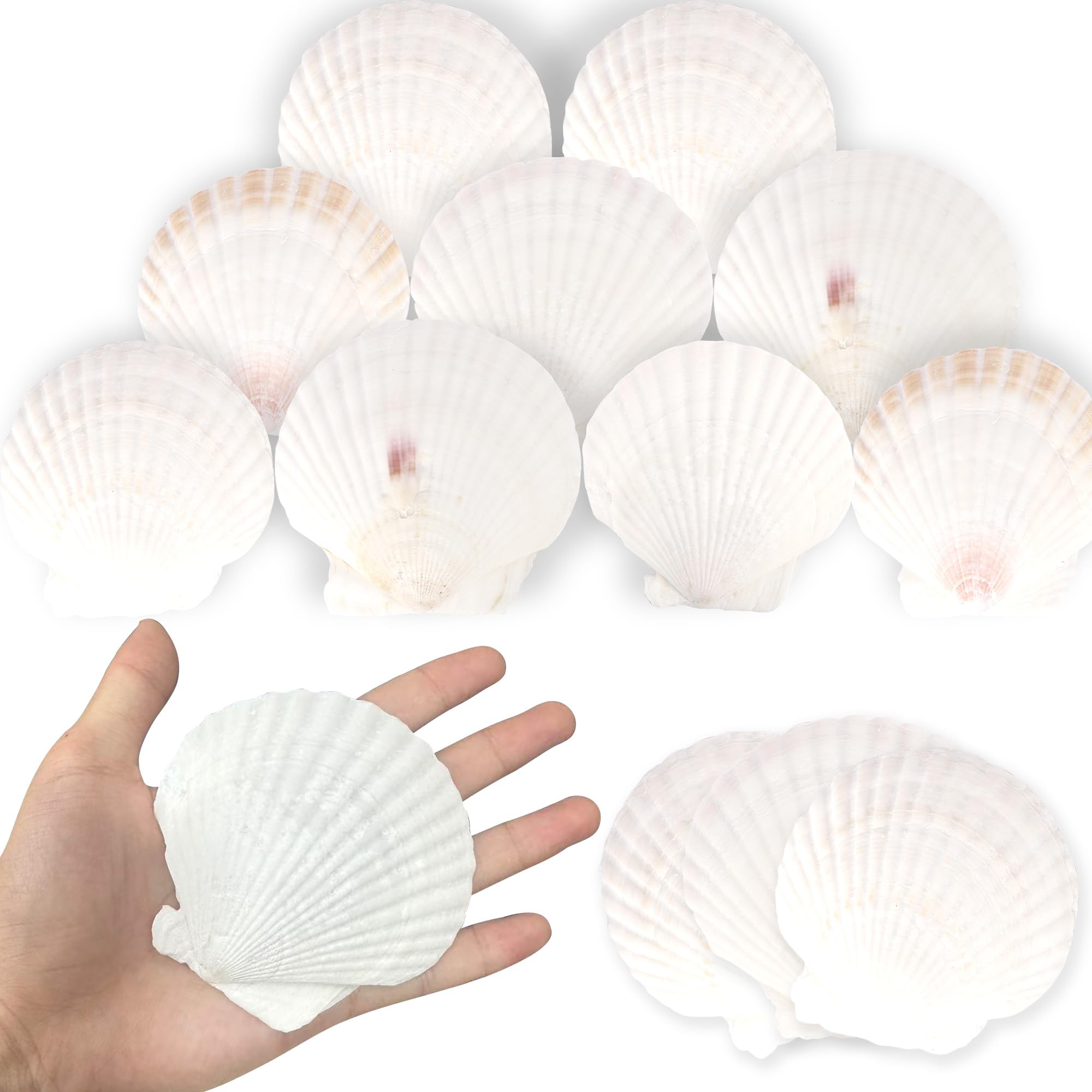 Xsstarmi Natural Large White Shells Cake Topper Decorations 4-5 Inch Shells Cake Bakeware Decorations for Baby Shower Kids Birthday Wedding Anniversary Party DIY Cake Decorations โ image 1