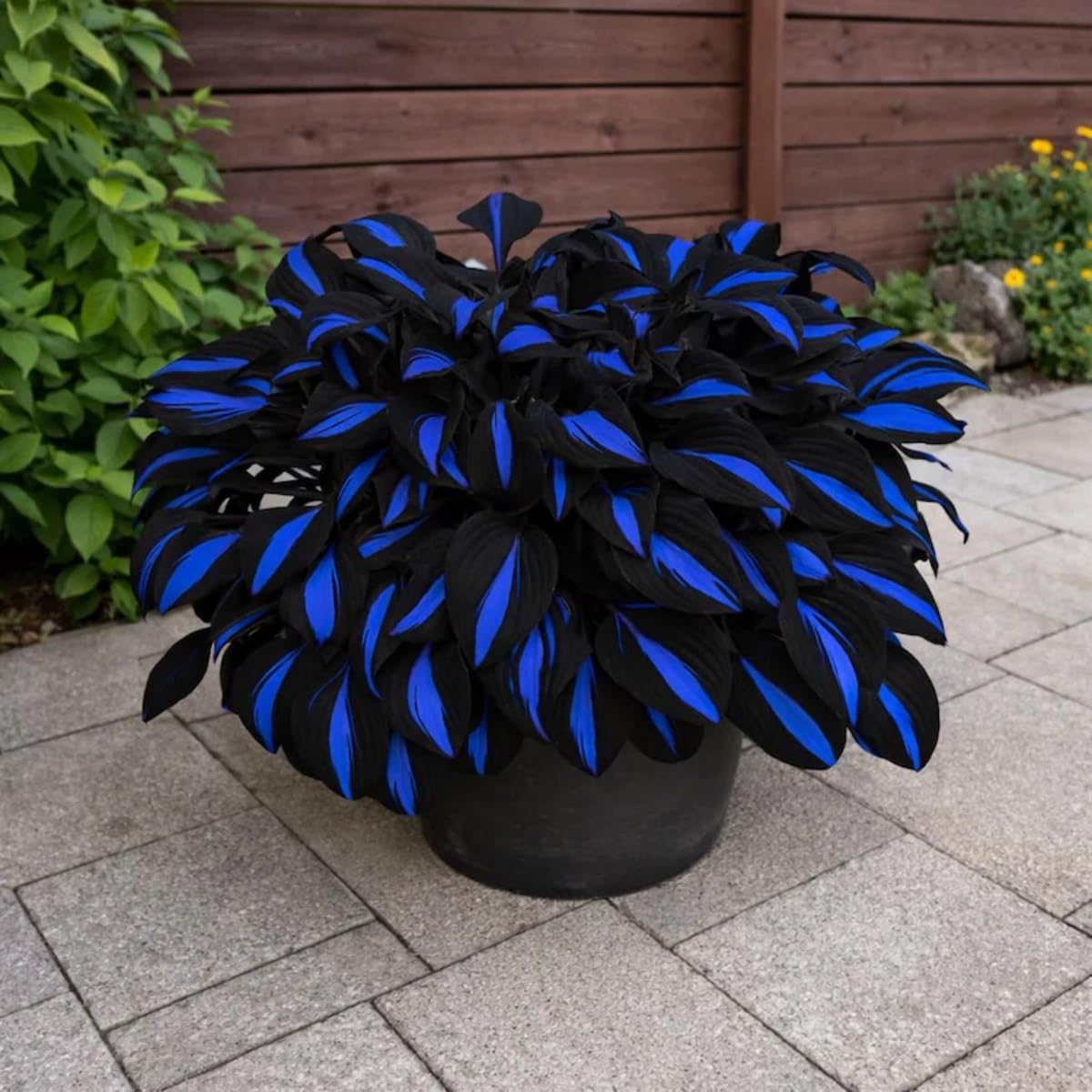Thriving Hosta Bulbs Perennial UK, Rare and Beautiful Hostas Rhizome in Bulk,Planting for Stunning Garden Displays-6 Bulbs-J