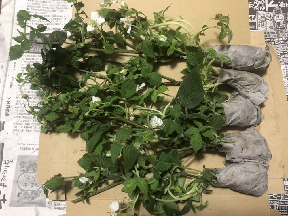 Amazon.co.jp: 木苺抜き苗(大株)4株 2600→1100 草苺 クサイチゴ