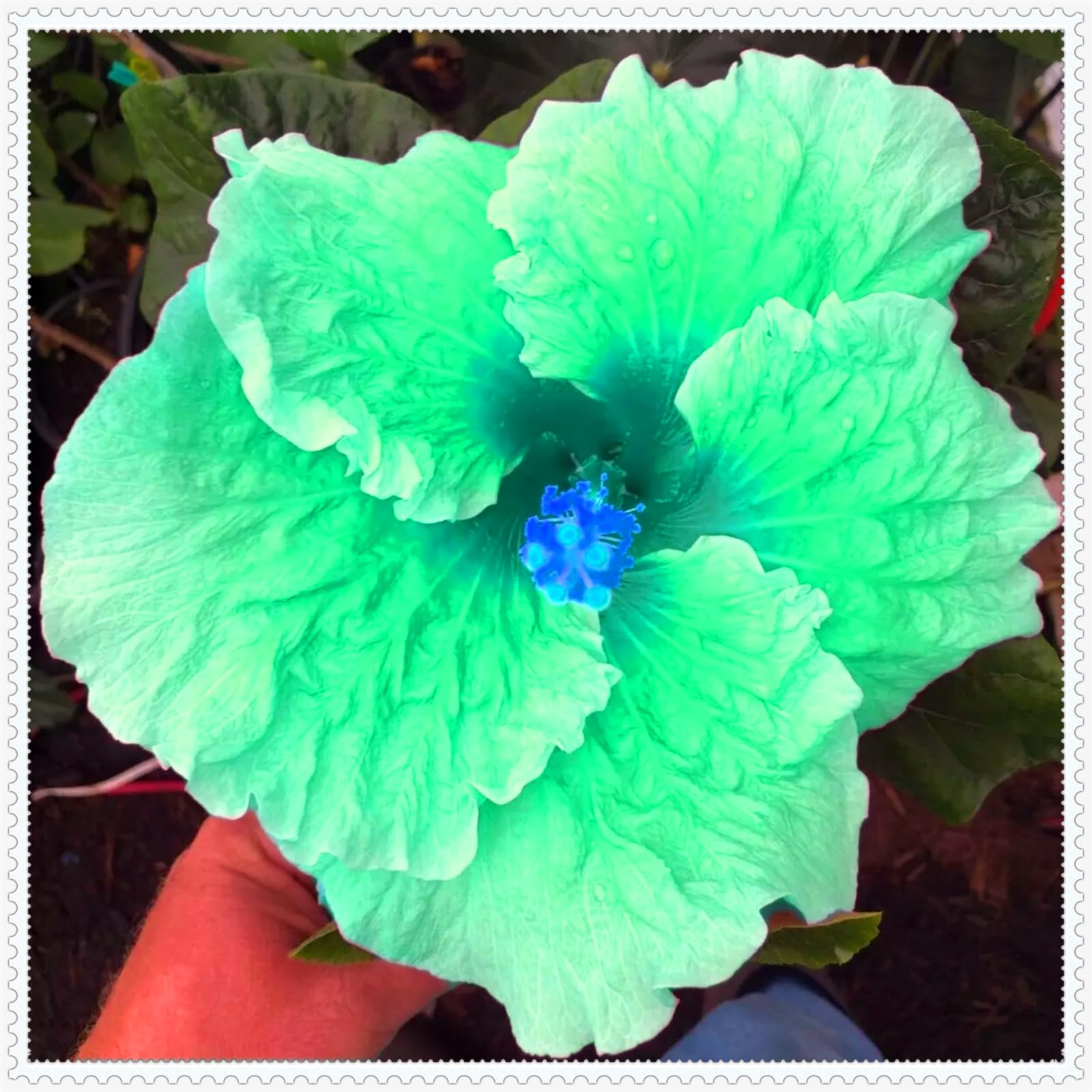 Perennial, Brilliant Hibiscus Bulbs,for Stunning Garden Displays-1 Bulb-G