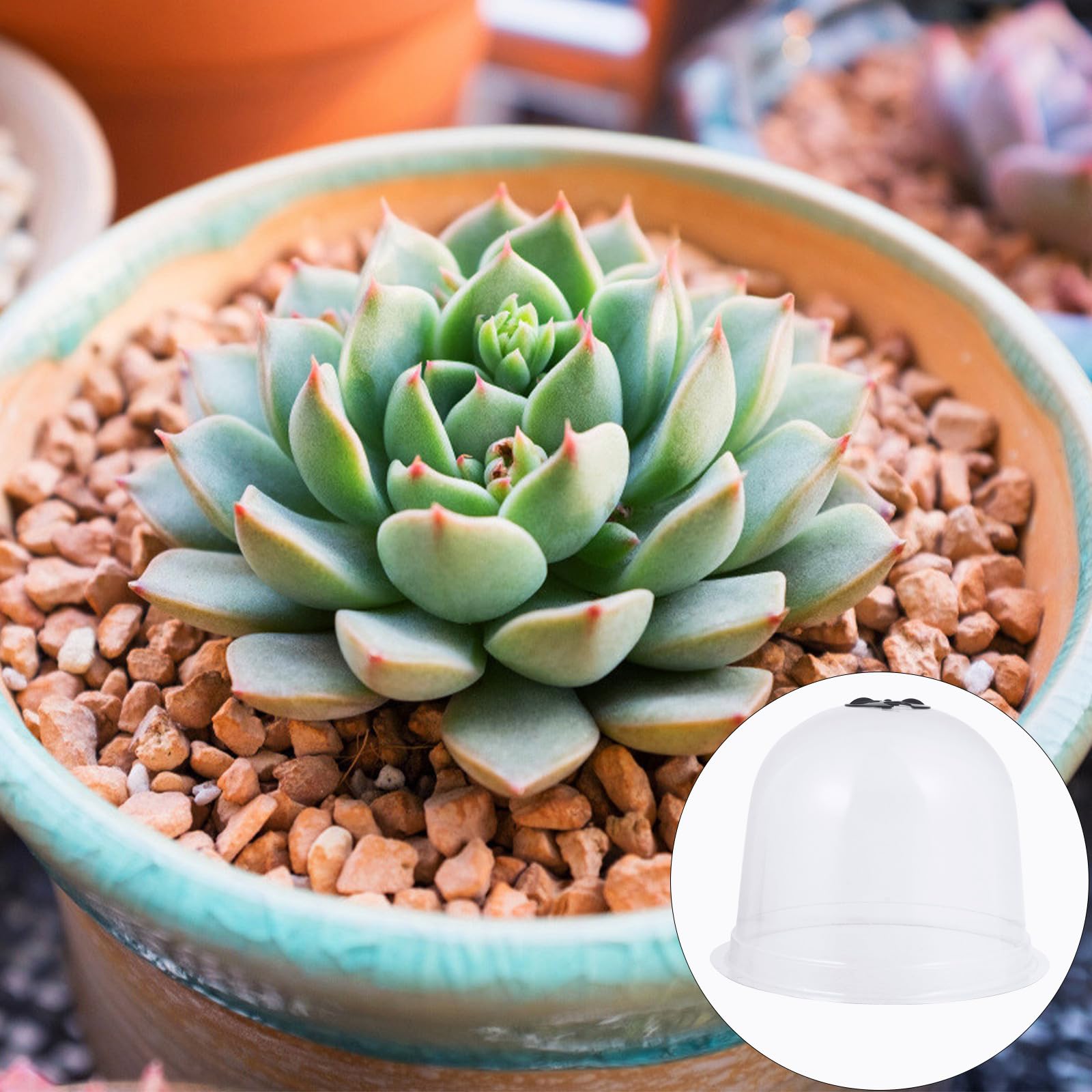 6 pièces Lot Cloches de Protection pour Semis avec Piquets de Fixation Sol et Étiquettes Housse Plastique Respirante pour Plantes Protection Gel et Froid Couleur Aléatoire