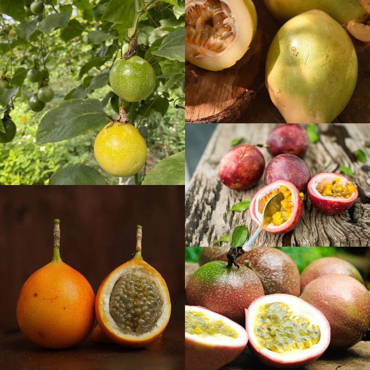 50 Semi Di Albero Da Frutta Tropicale - Semi Rari Per Giardino Domestico - Foto 7