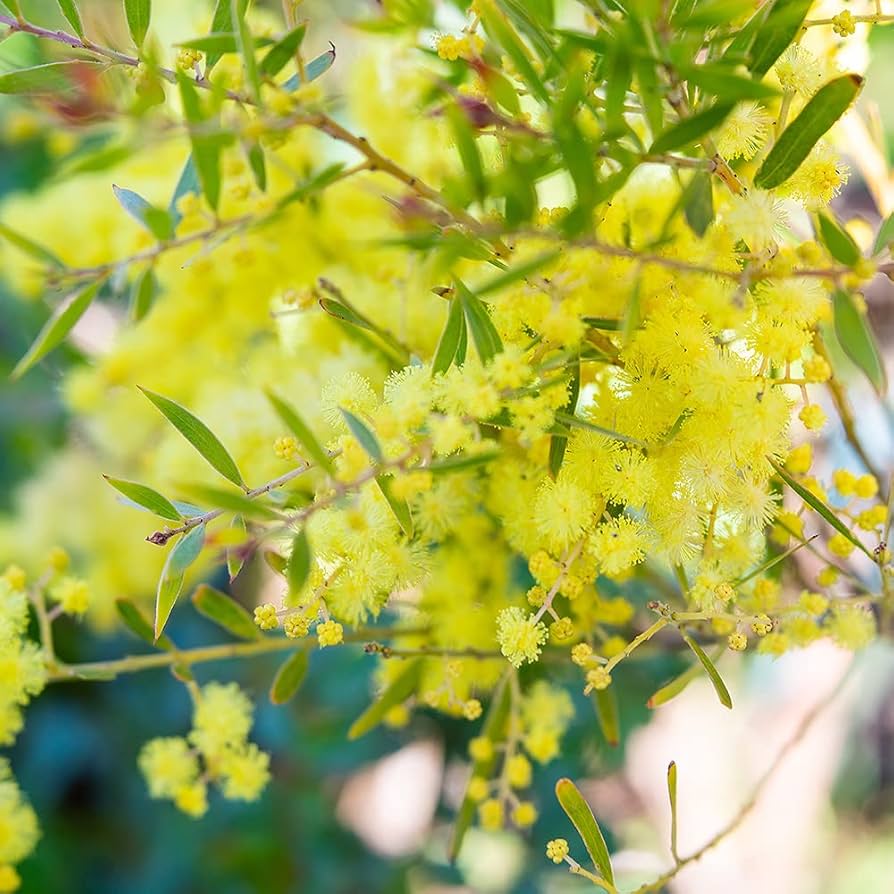 Amazon.co.jp: アカシア・ブリスベーンワトル 3.5号ポット【品種