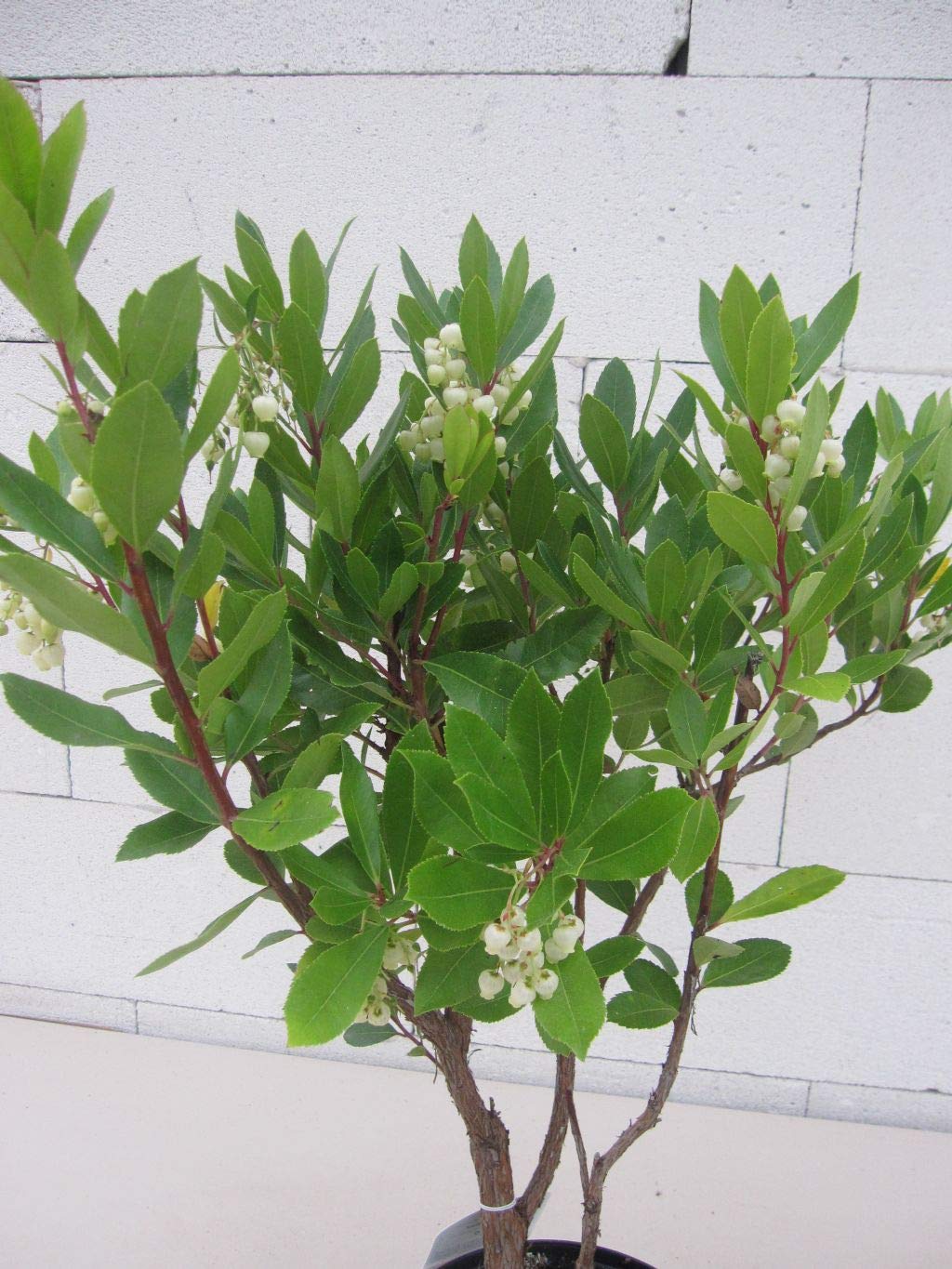 Arbutus unedo Compacta - Kompakter Erdbeerbaum - 30-40cm