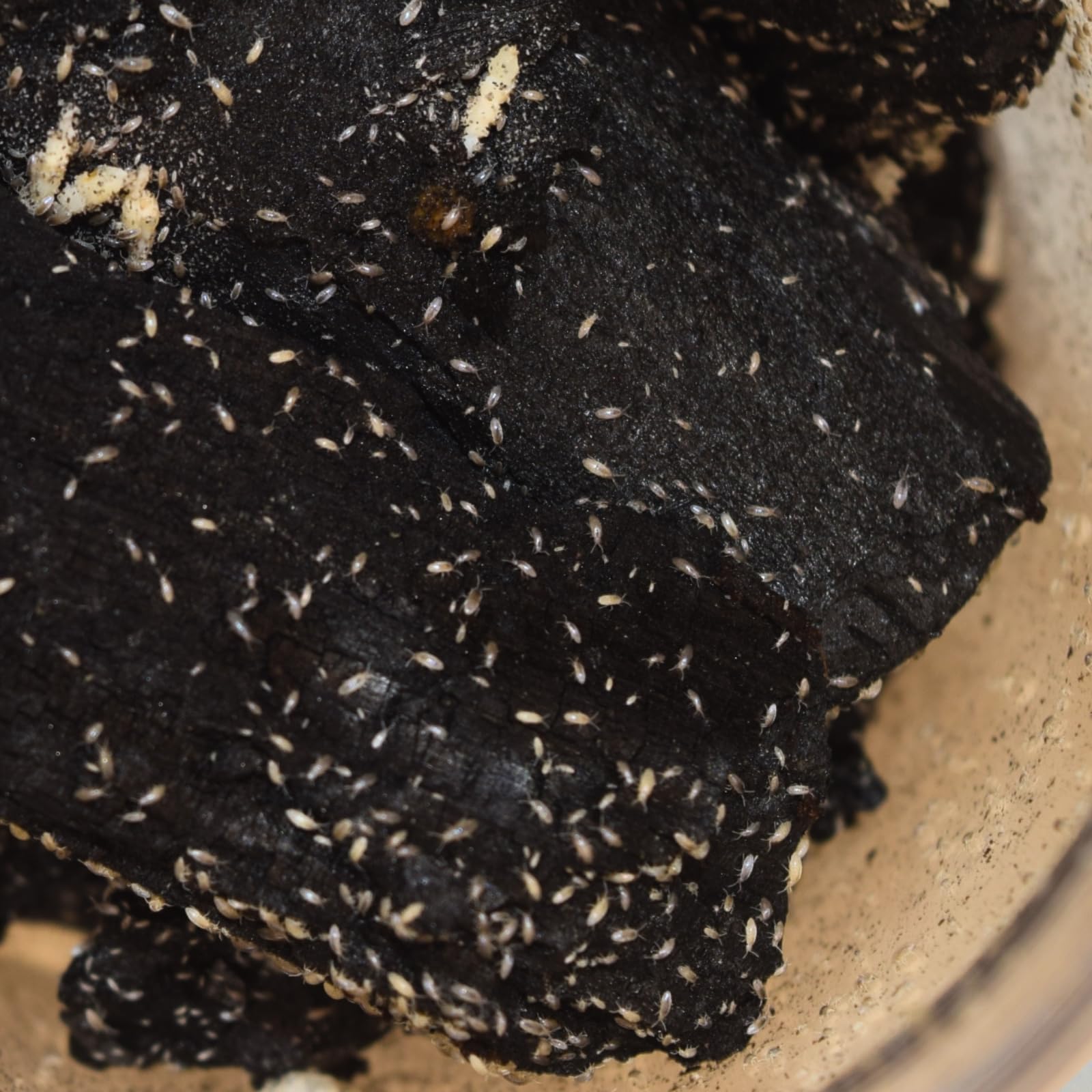 Live Springtail Culture on Charcoal – Bioactive Cleanup Crew for Terrariums, Vivariums & Reptile Enclosures