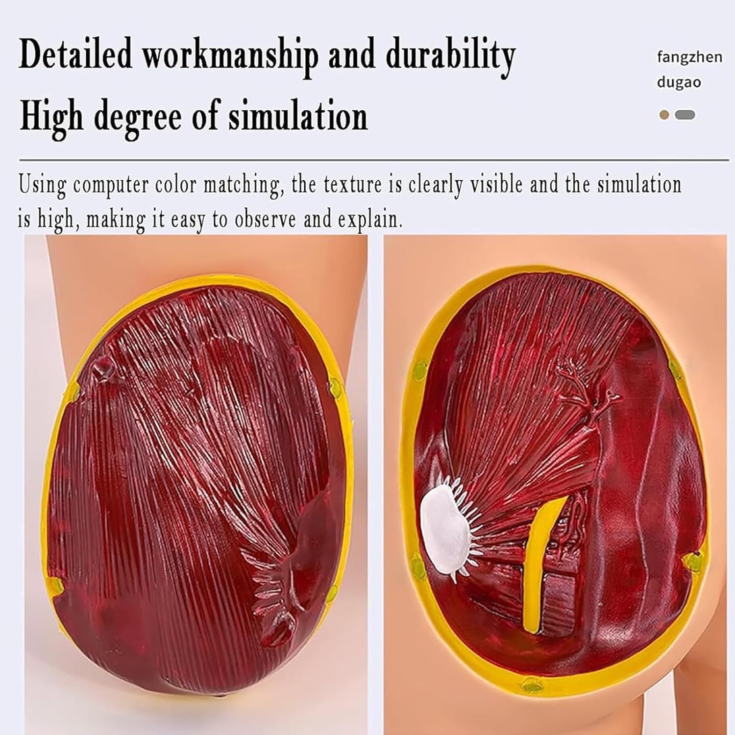 Model iniekcji do mięśni pośladkowych i struktury anatomicznej, model do ćwiczeń iniekcji do pośladków, 3 metody treningu iniekcji, możliwość usunięcia 1/4 lewego biodra, do ćwiczeń dla studentów