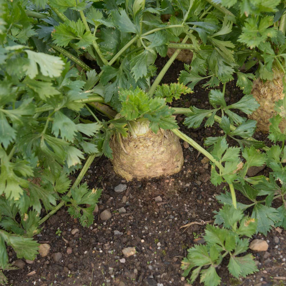 Celeriac ‘Monarch’ Seeds Vegetable Seeds Hardy Annual Garden Plants Veg to Grow Your Own at Home, 1 Packet of Celeriac Monarch Seeds Containing 200 Seeds by Thompson and Morgan
