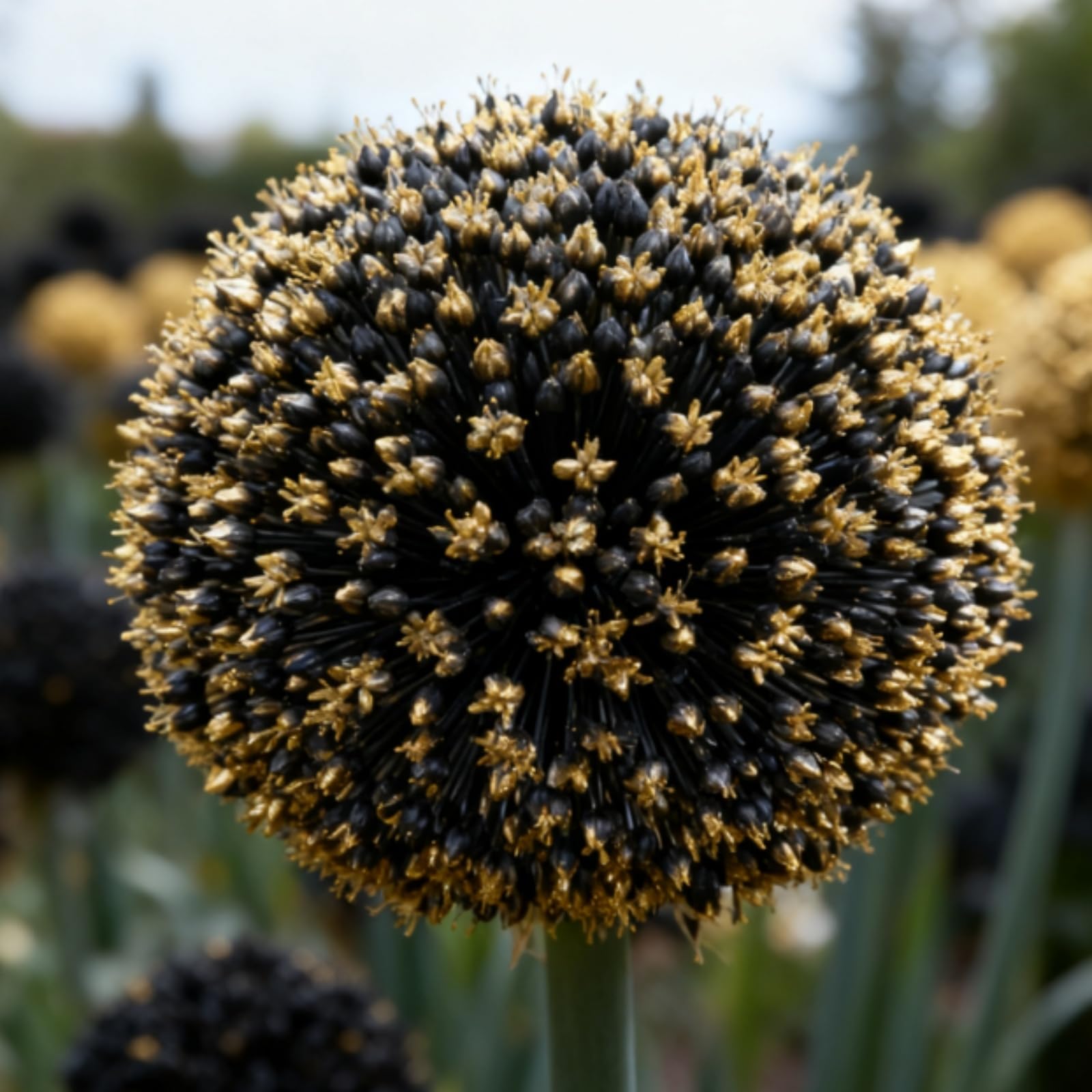 Allium for Planting UK, Hardy Perennial, Excellent Display, Mix Greening Flower, Natural Organic, Wedding, Balcony Garden-8 Bulbs-A