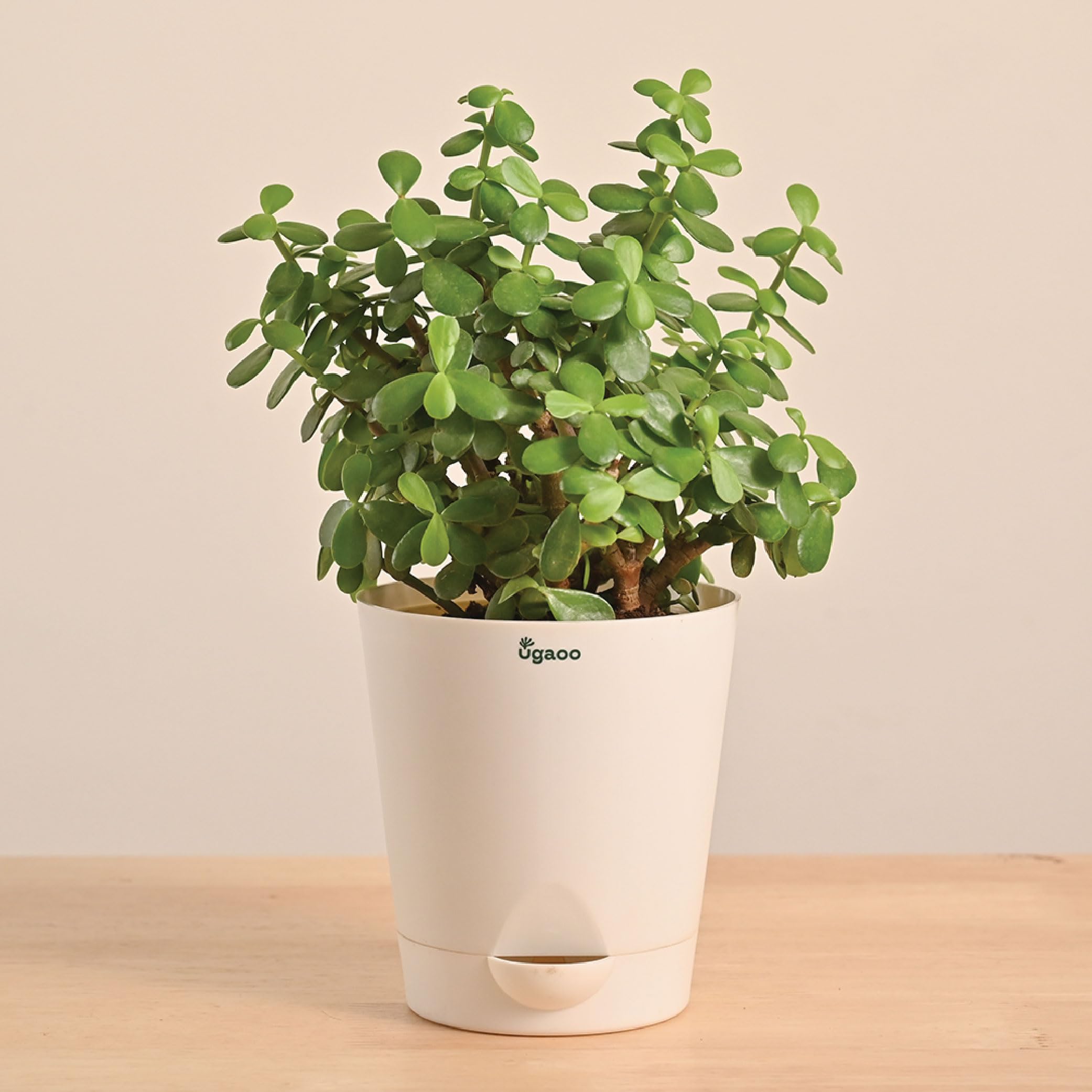 Ugaoo Good Luck Jade Plant with Self Watering Pot (Medium)