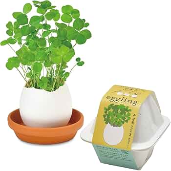 耐え抜くもの、母聖樹　[NEO] 4枚セット 266)《耐え抜くもの、母聖樹/Boseiju, Who Endures》[NEO] 土地R